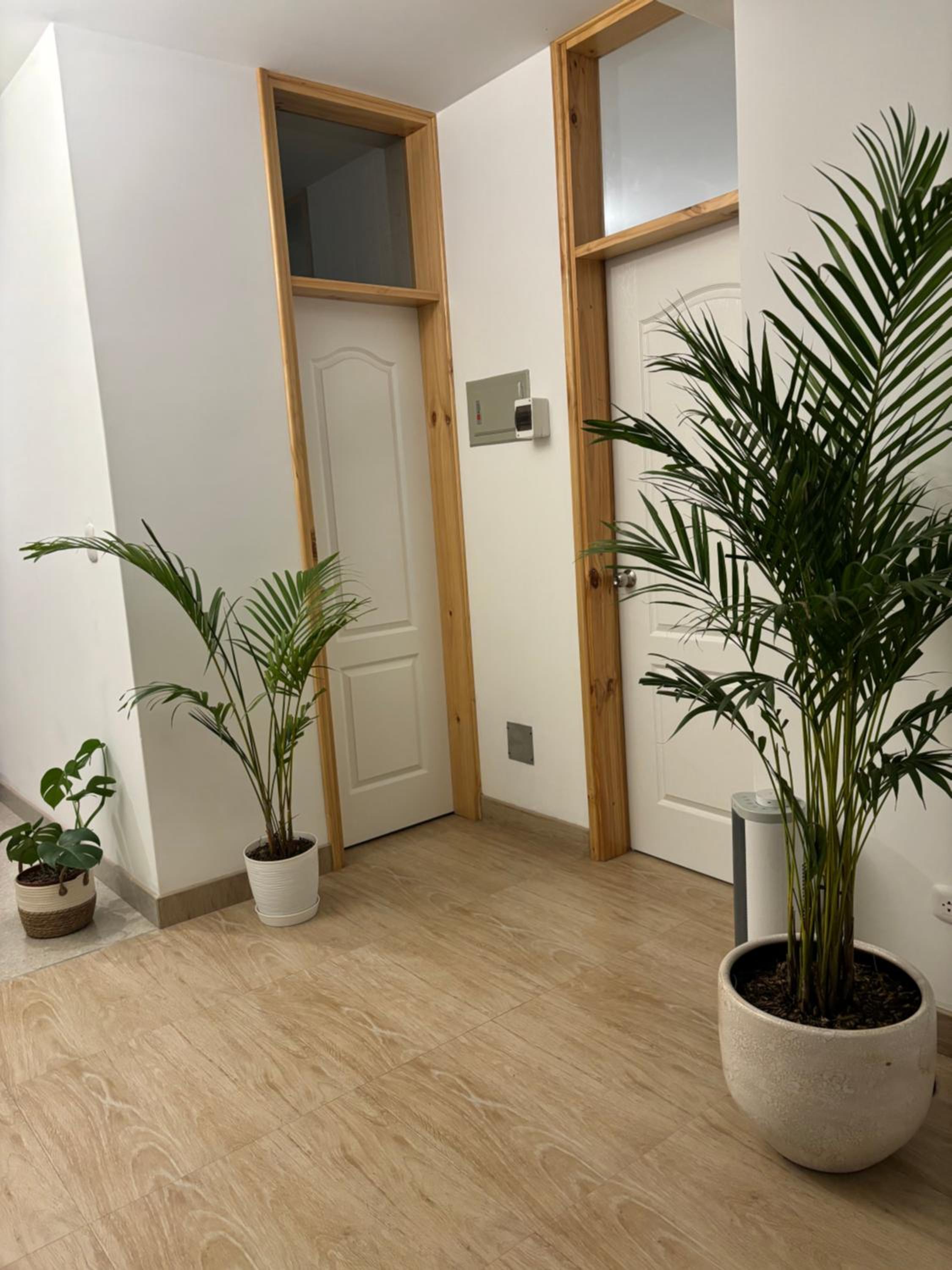 Acogedor full de Plantas view 5