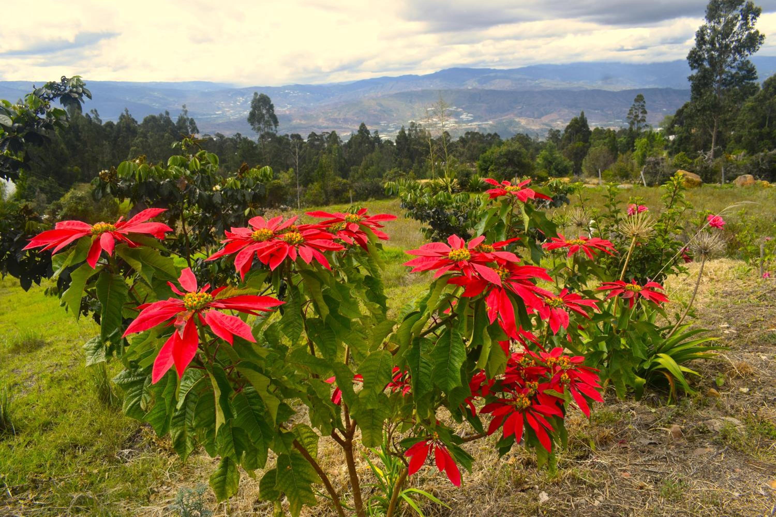Cabaña La Estancia - Hospedería Rural