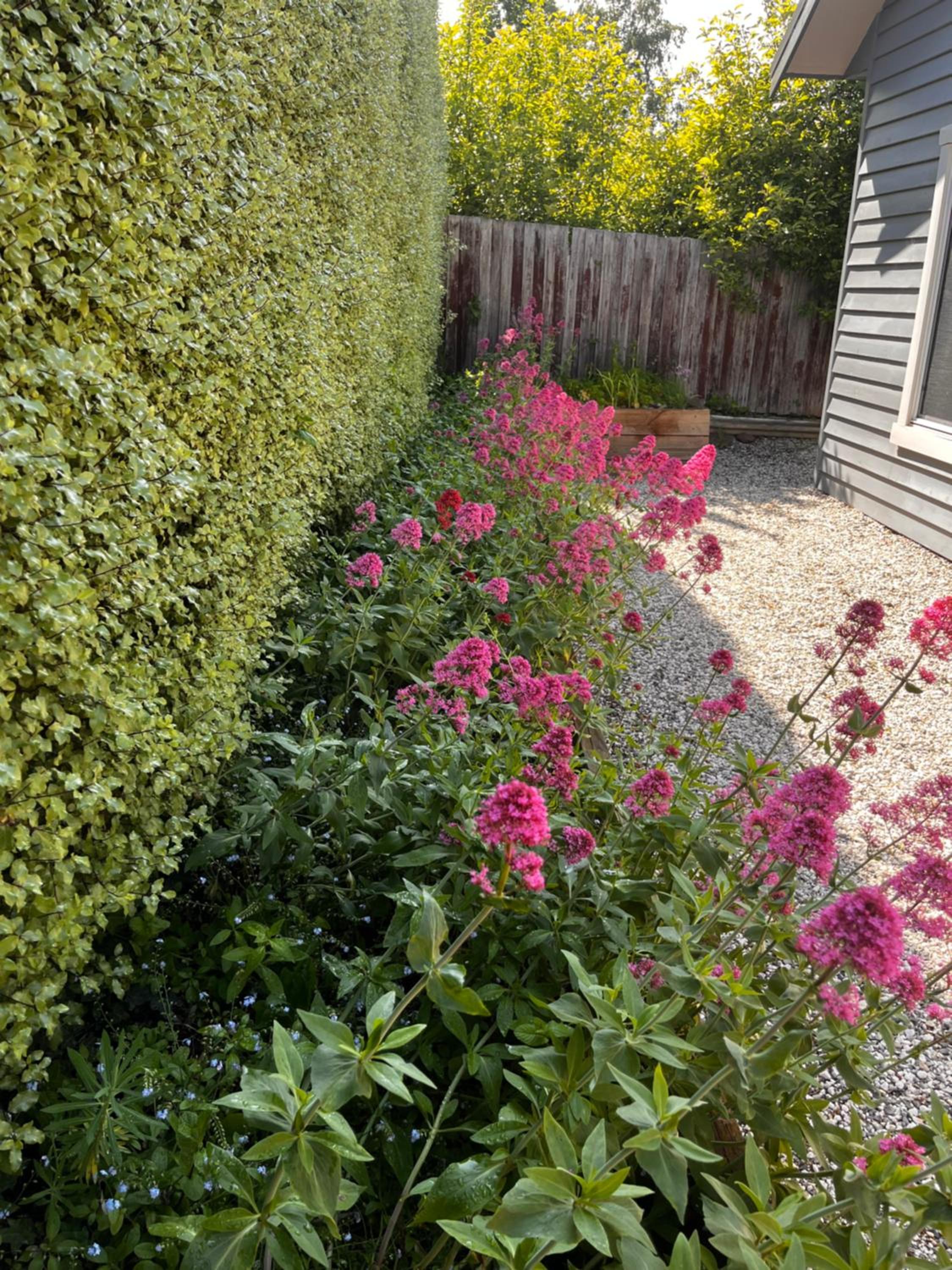 Hidden Hedges - 5 min walk to town
