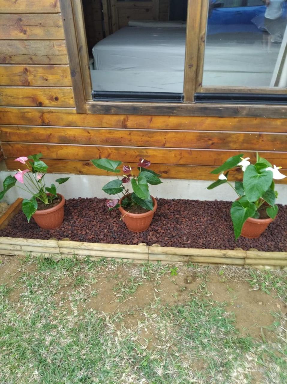 Chalet Goyavier - 4pers-Sud sauvage - By Sister Home