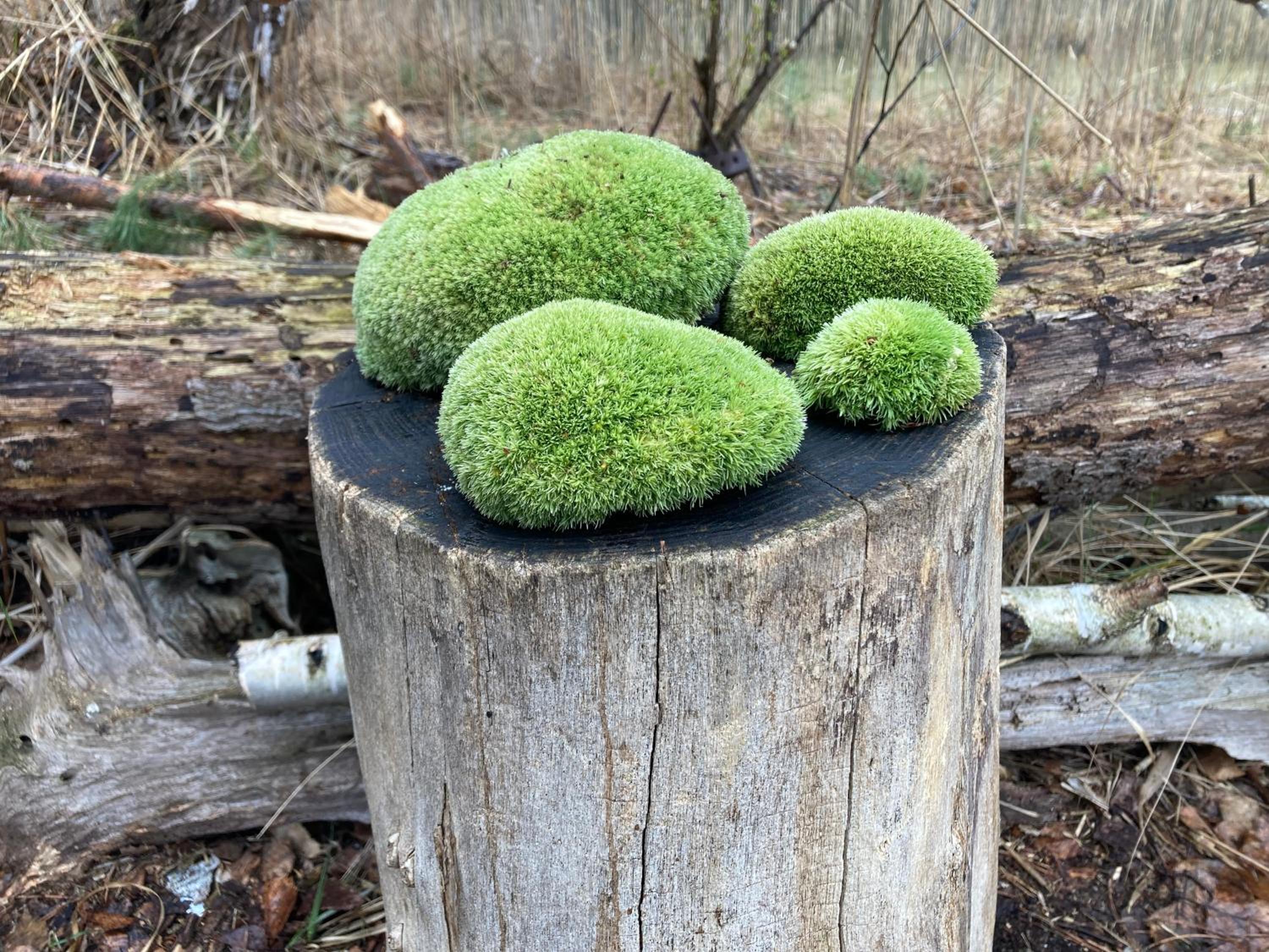 Ferienloft Libela Straupitz im Spreewald