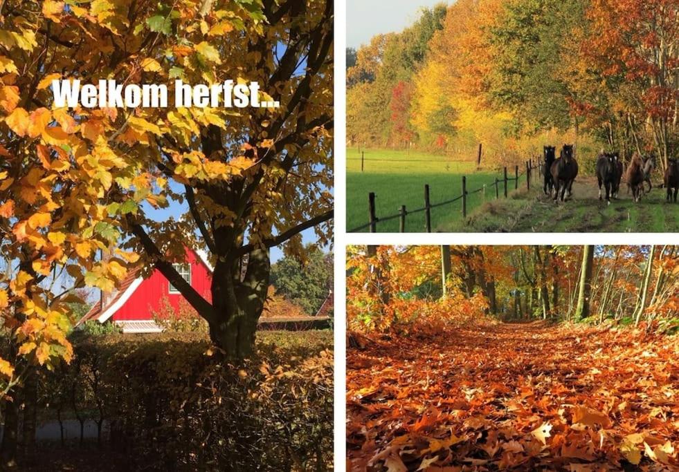 LieveLievelde kindvriendelijk familiehuis view 5