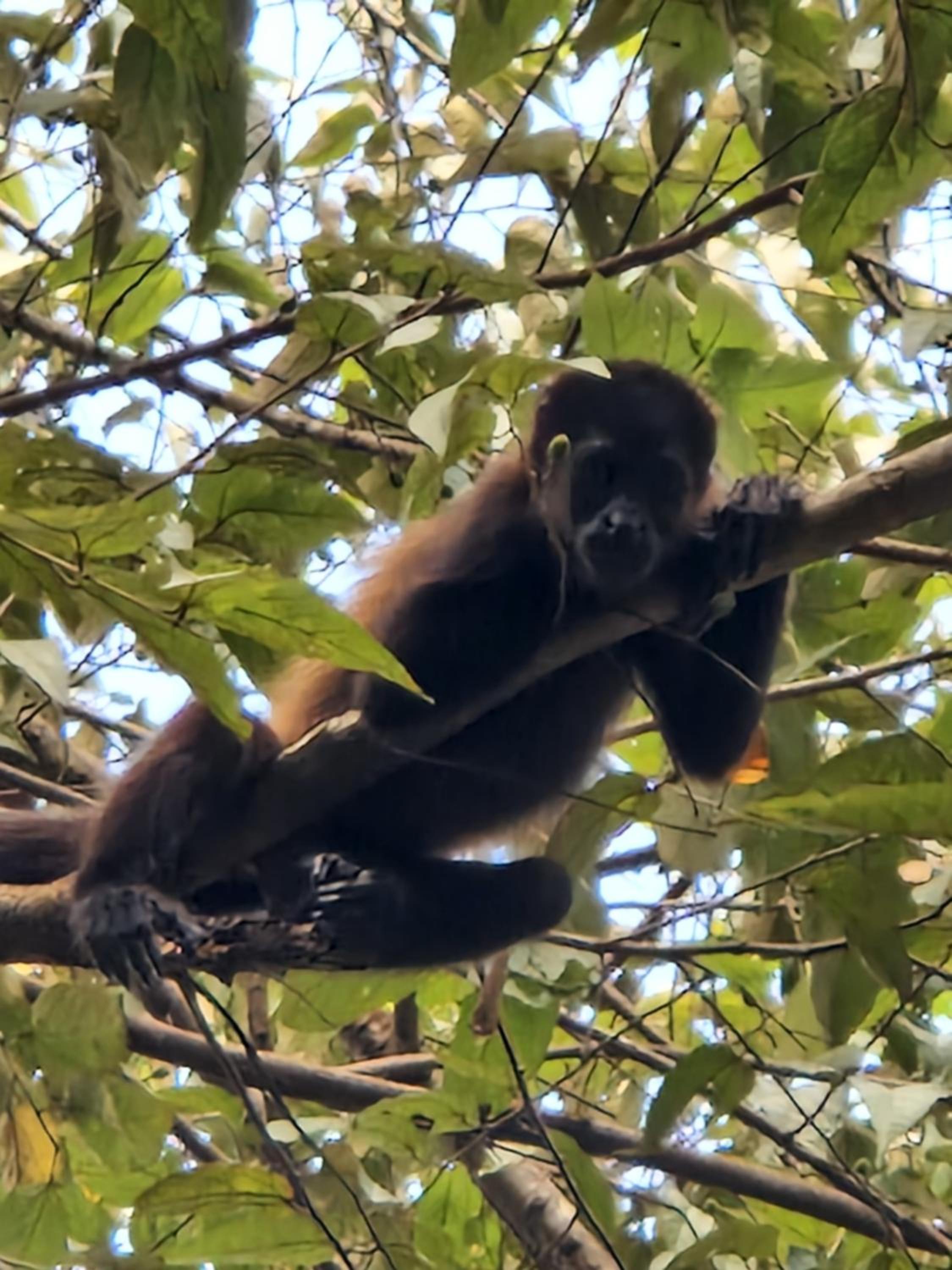 Villas jungle 5