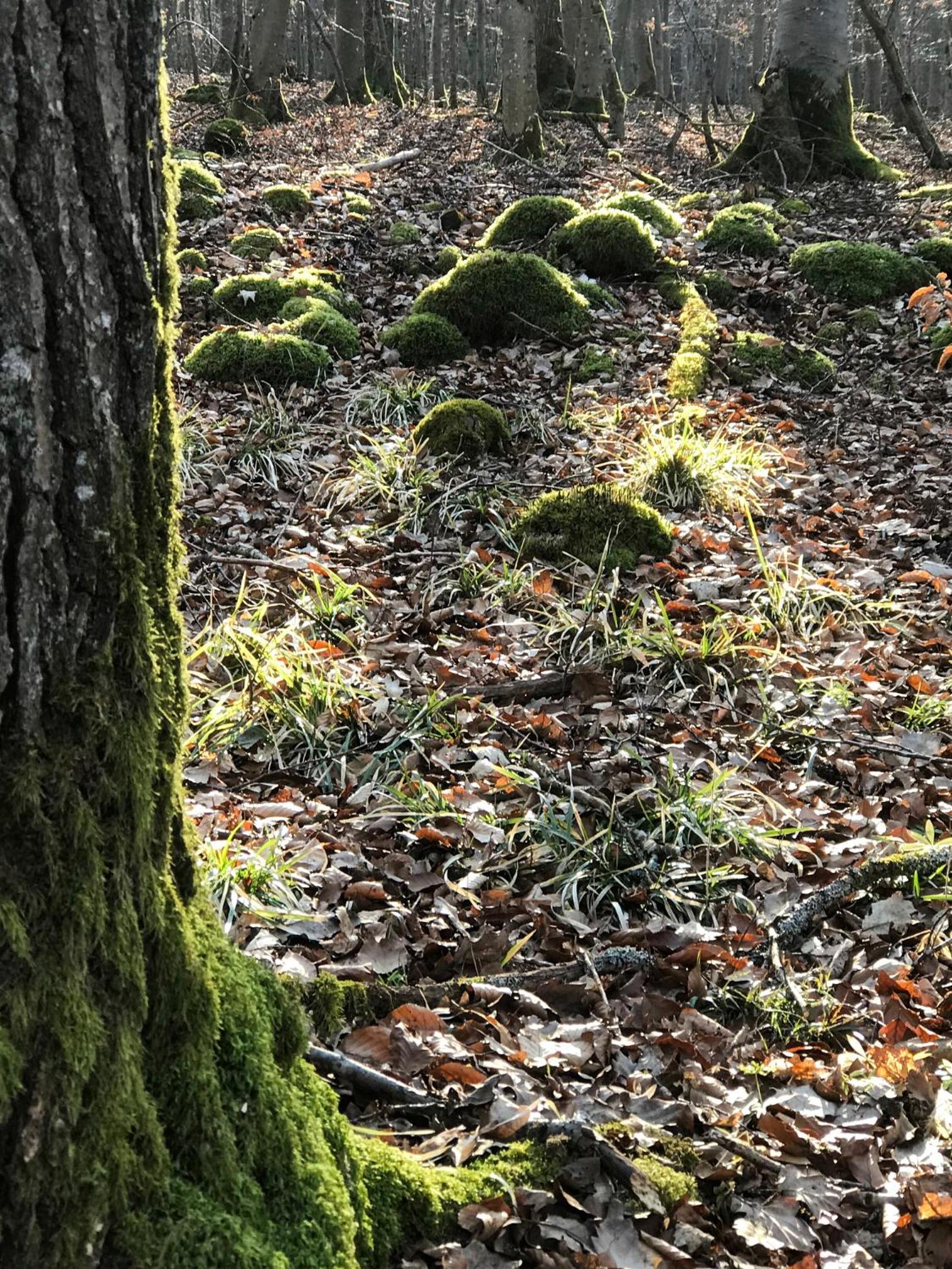 Ferienhaus Oak Tree Natur, Sauna & Whirlpool