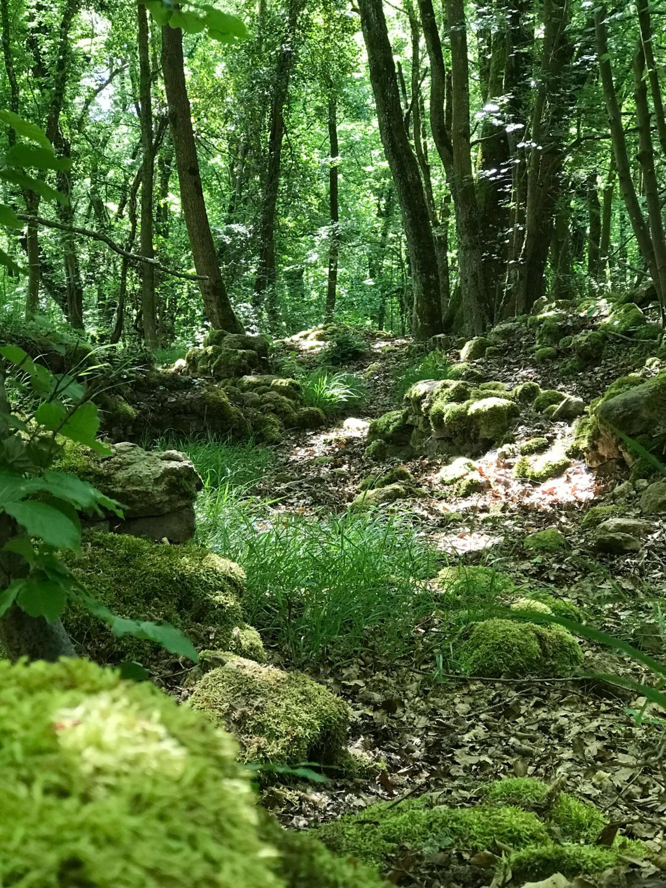 Ferienhaus Oak Tree Natur, Sauna & Whirlpool