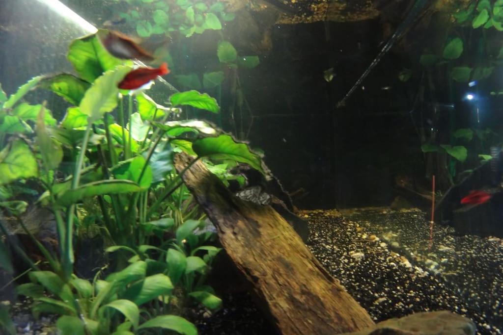Photo 21