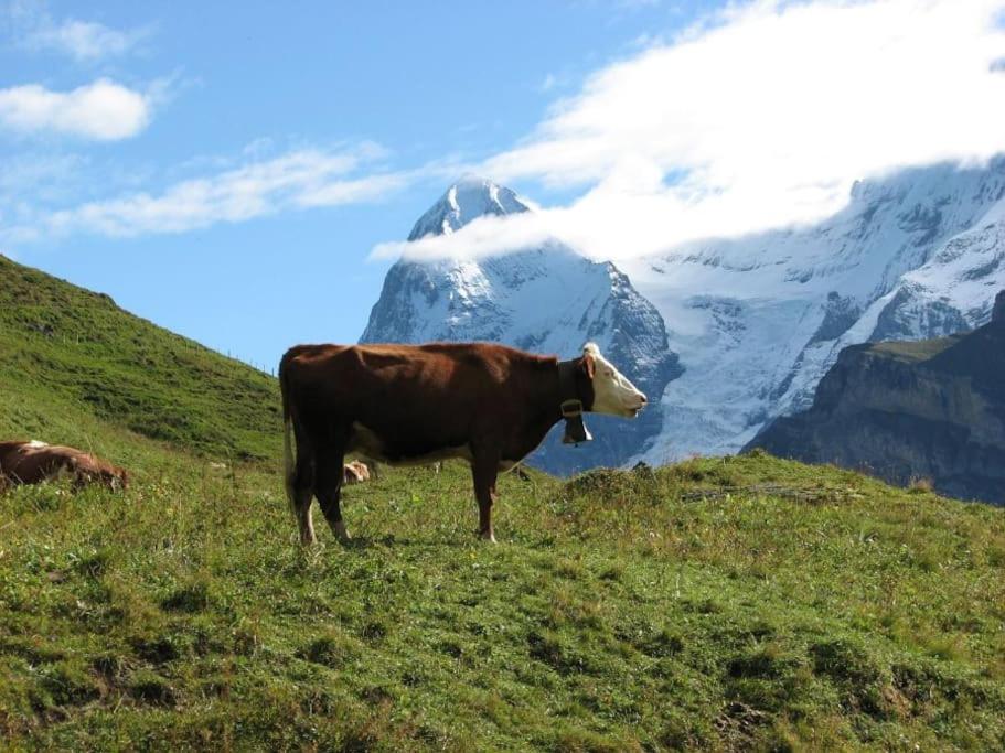 Your home in Mürren near the ski slopes and hiking trails