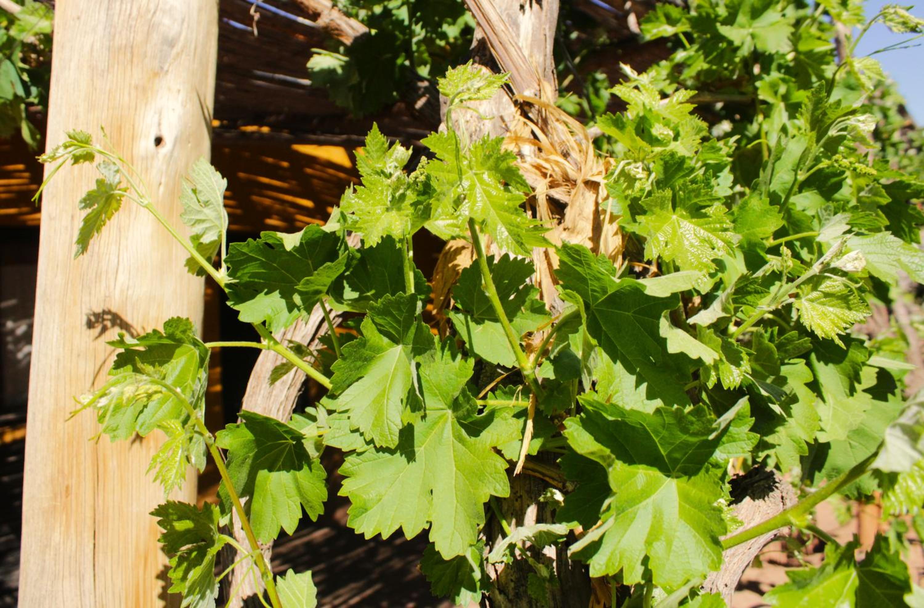 Las Jarillas de Guandacol