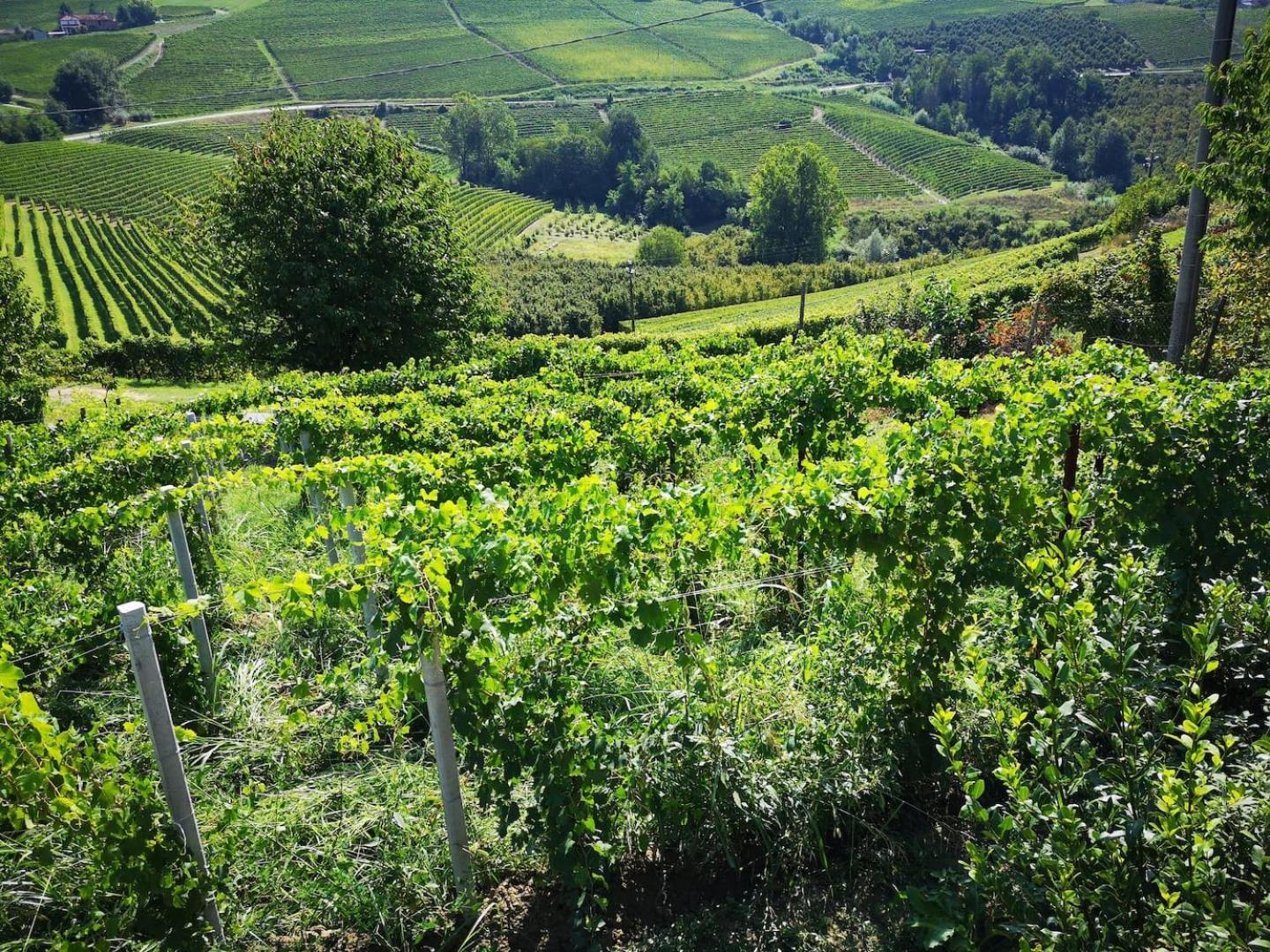 Il Piccolo Vigneto view 3