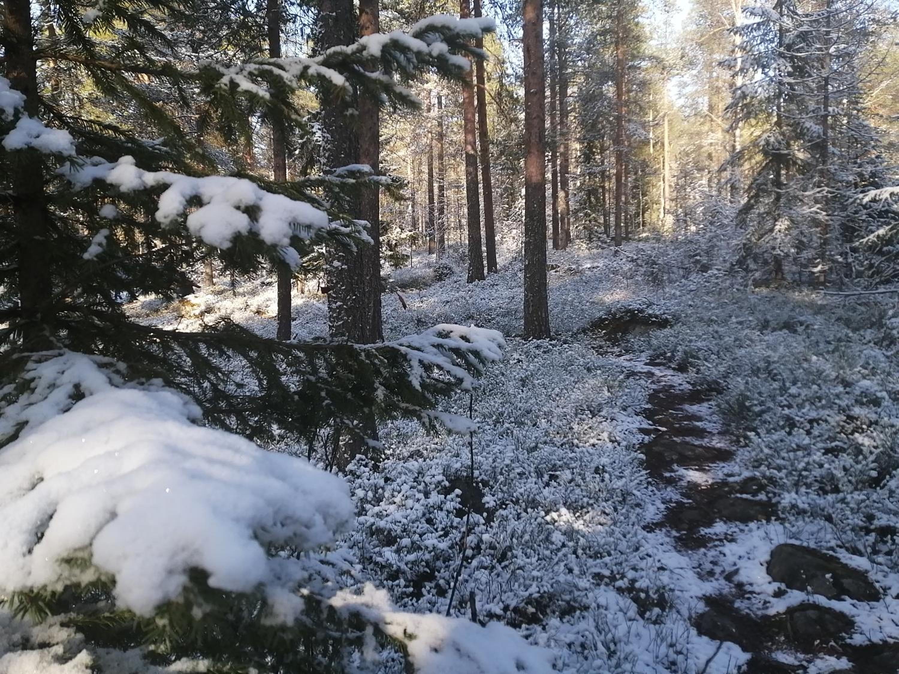 Magic Winter Forest Apartment