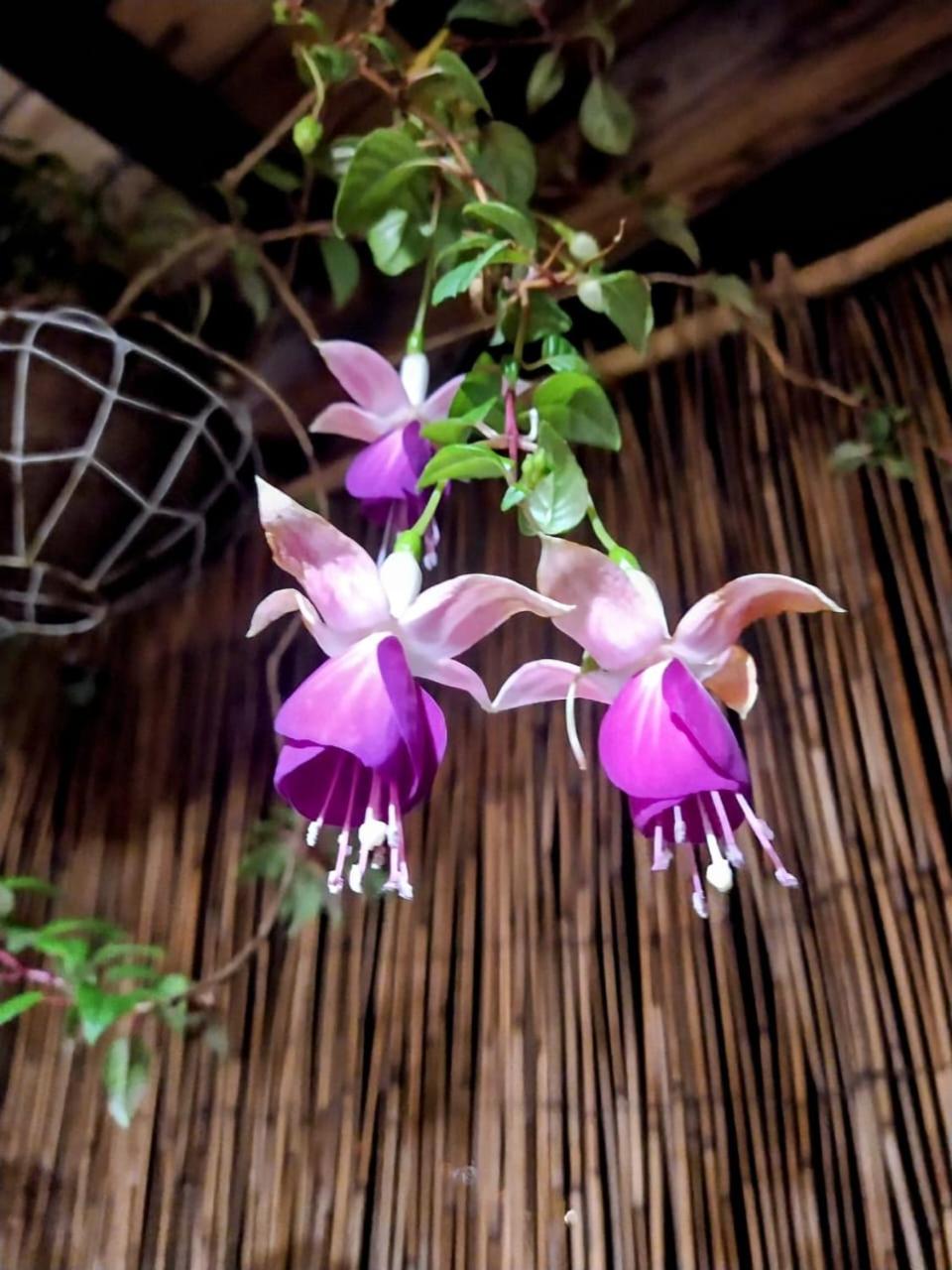 Glamping el nido