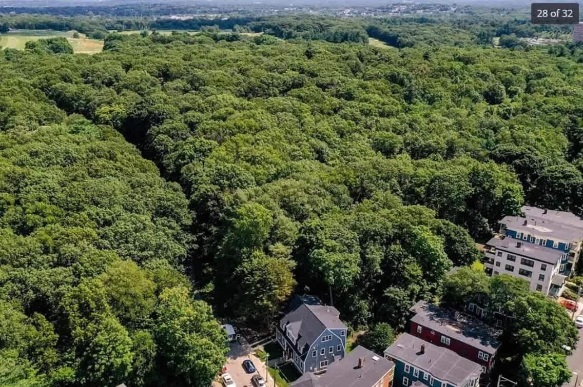 Park-Side Home in Jamaica Plain view 3