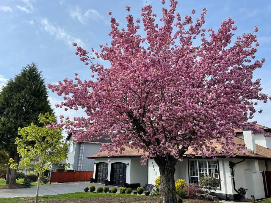 Cheerful exclusively whole house 3bedroom 3bath