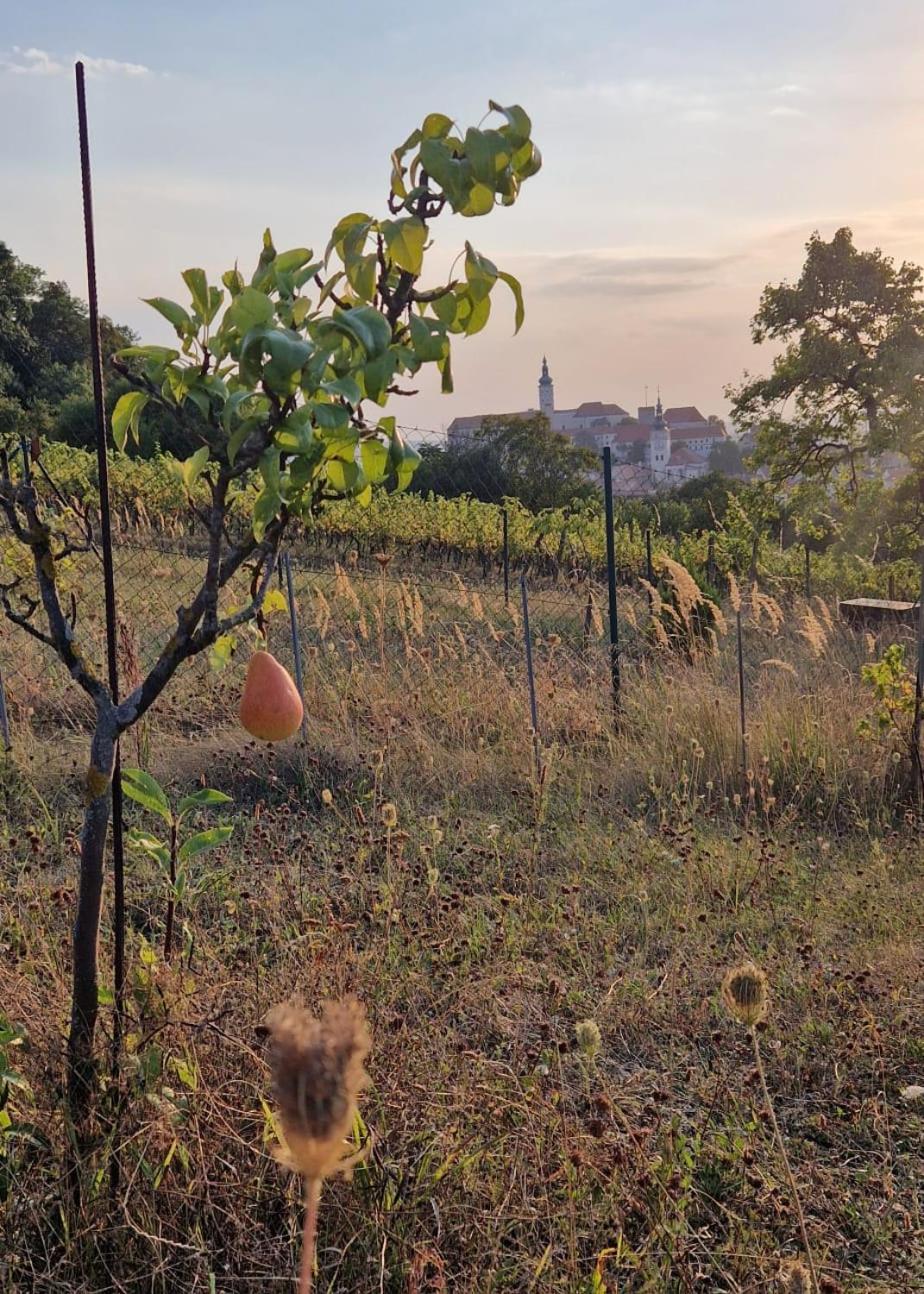 Pod Vinicí
