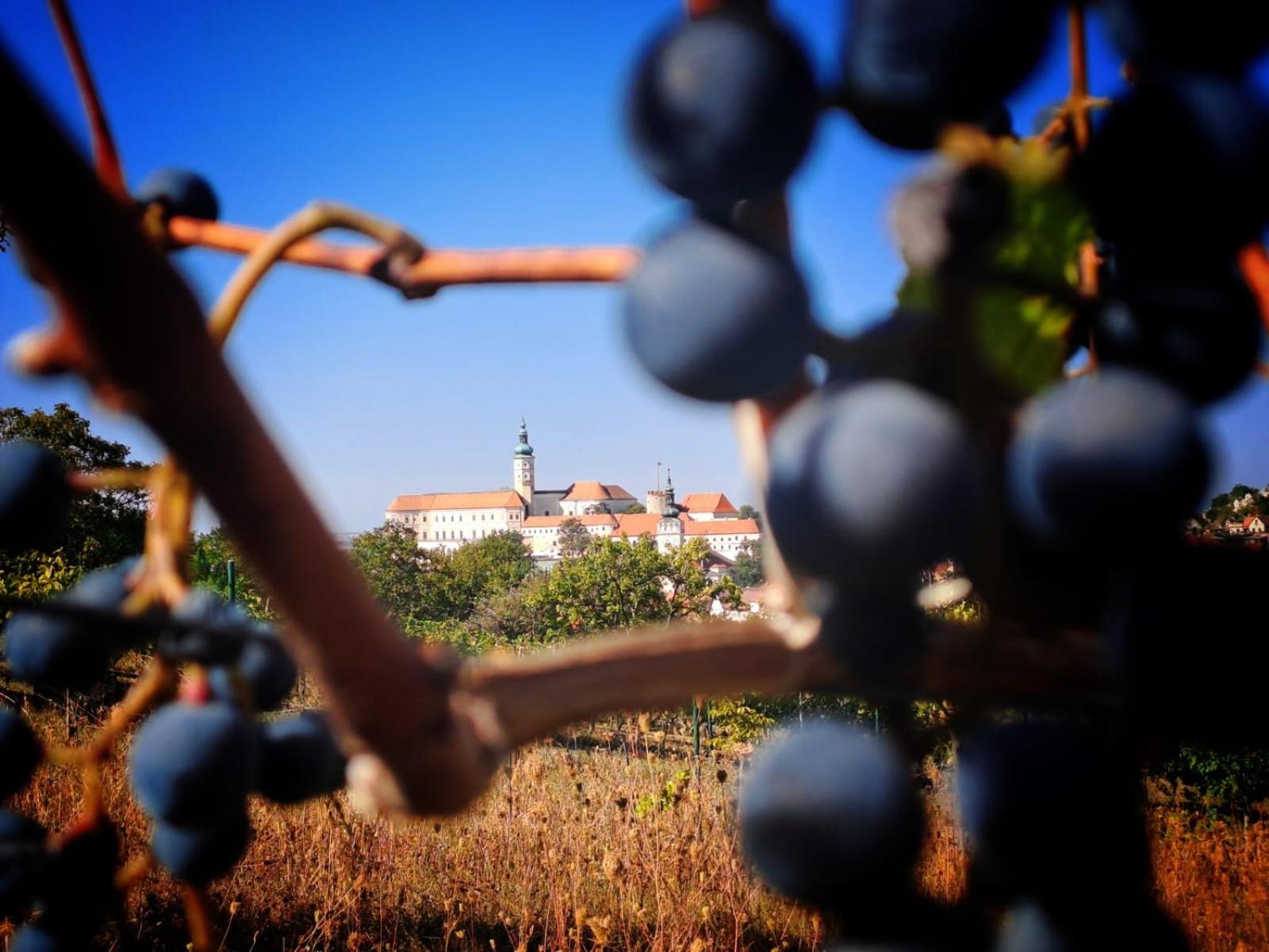 Pod Vinicí