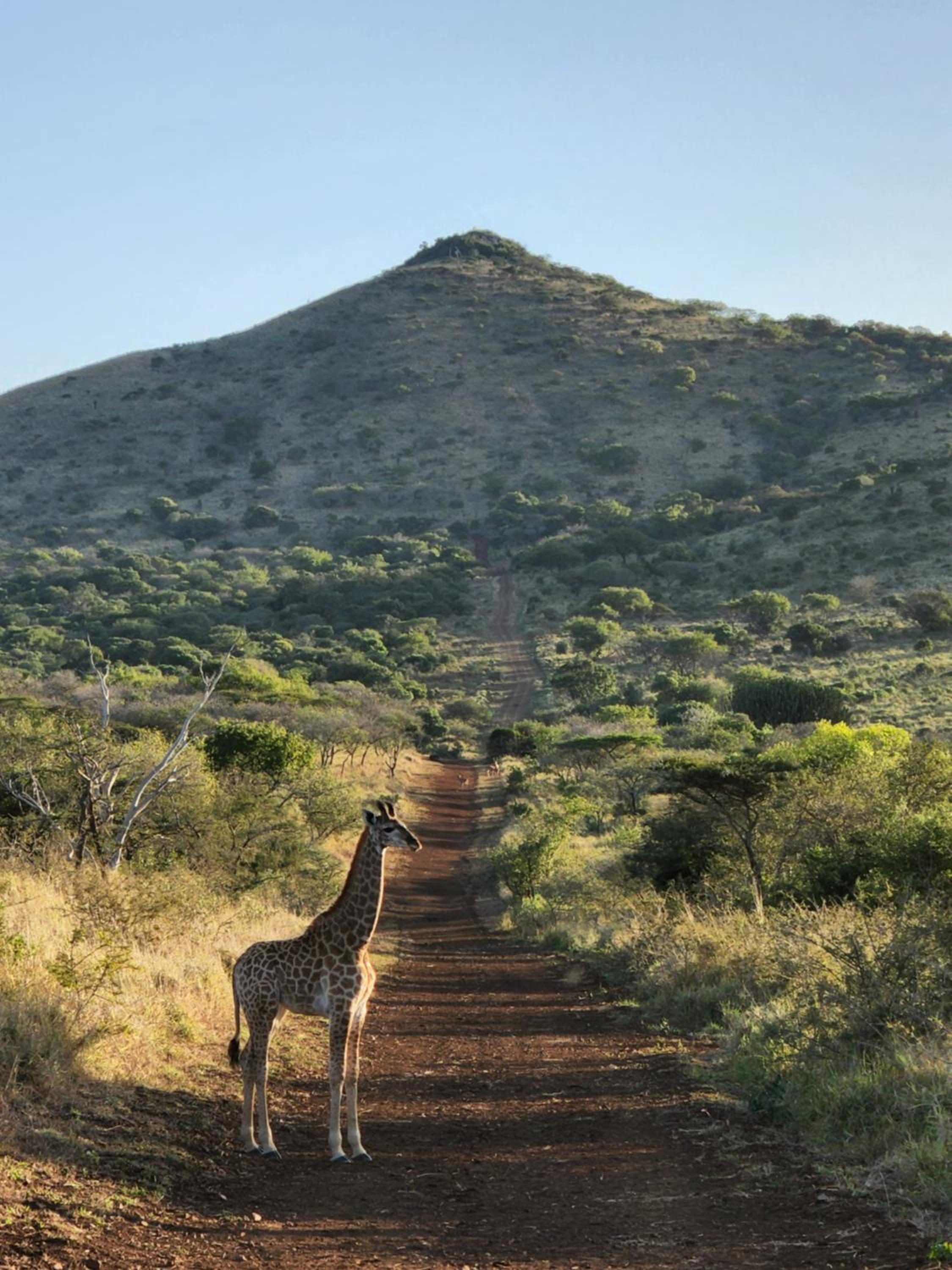 Hluhluwe Vacations - Duiker Game Lodge - Property Image 4