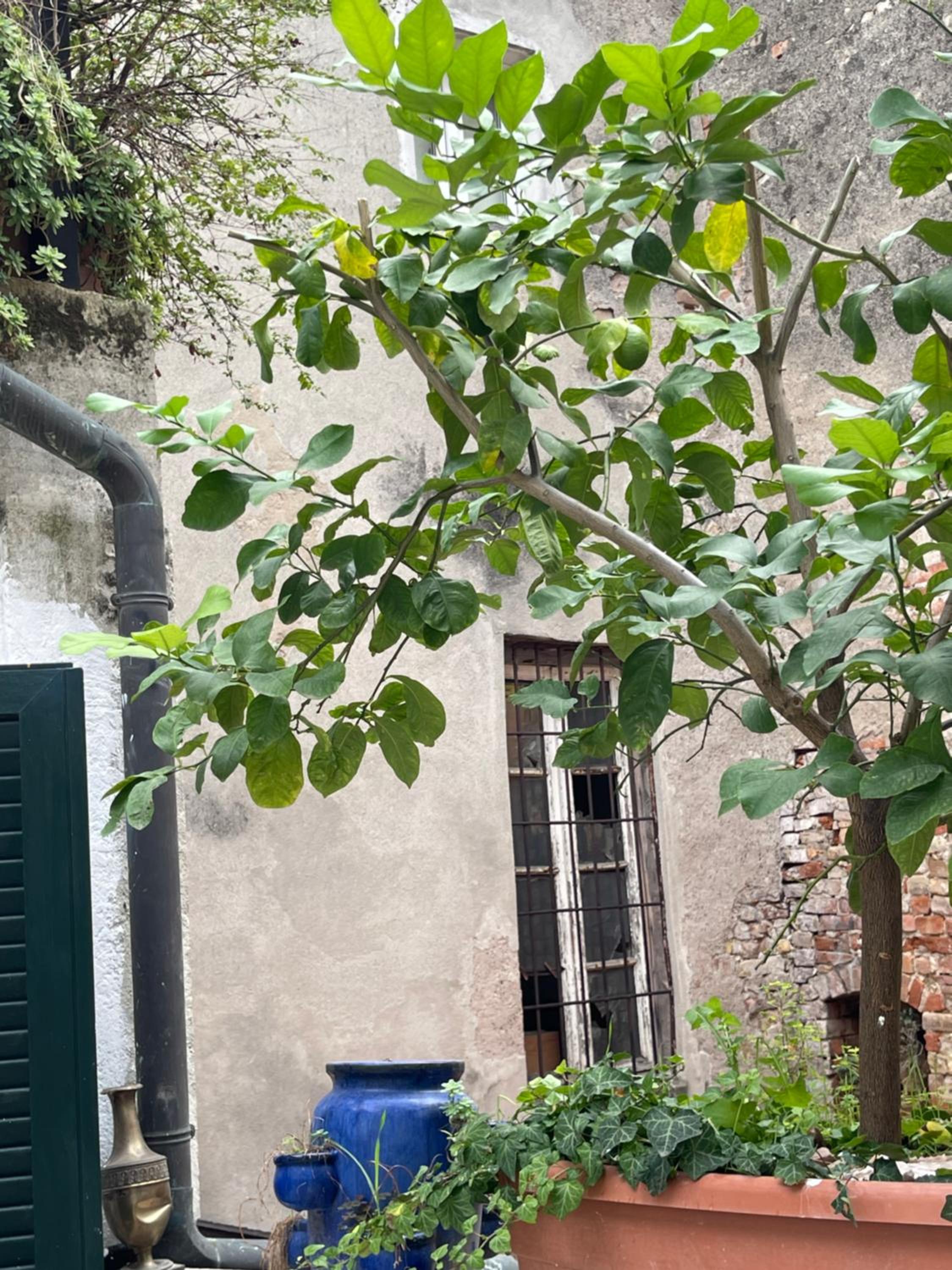 B&B Bottesini