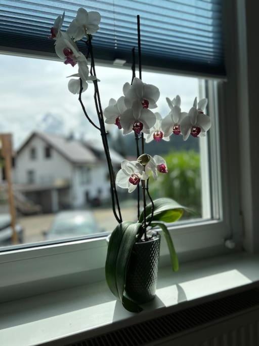 Ferienwohnung in Alpirsbach