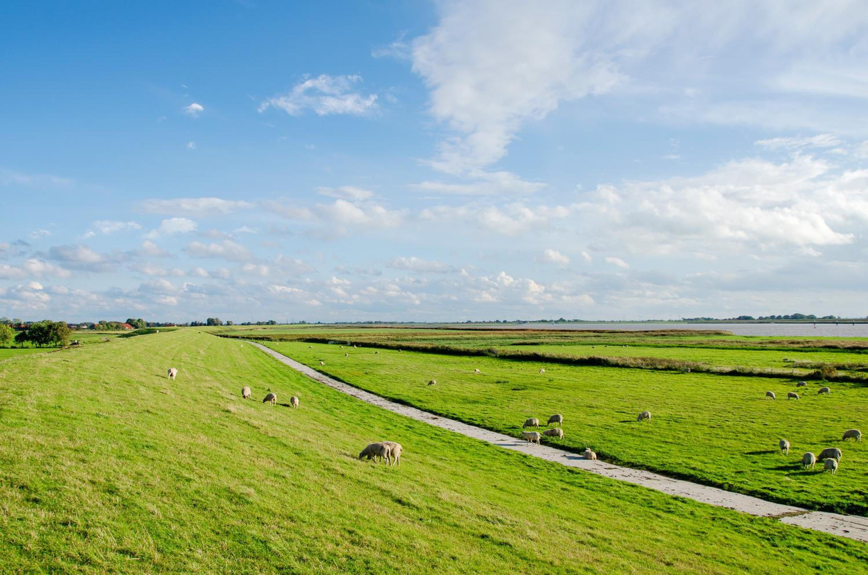 Swaalvkenüst