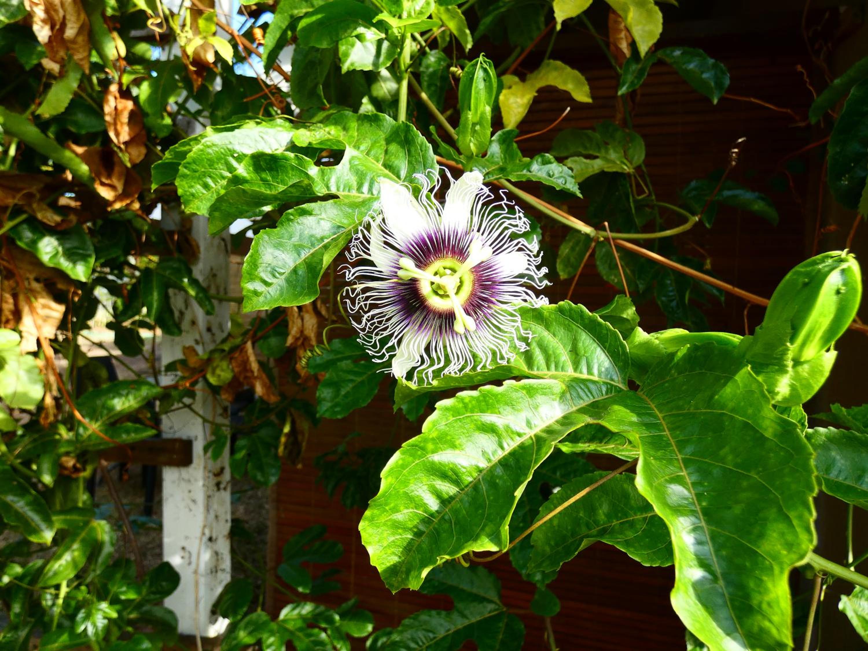 Le Coin DODO view 4