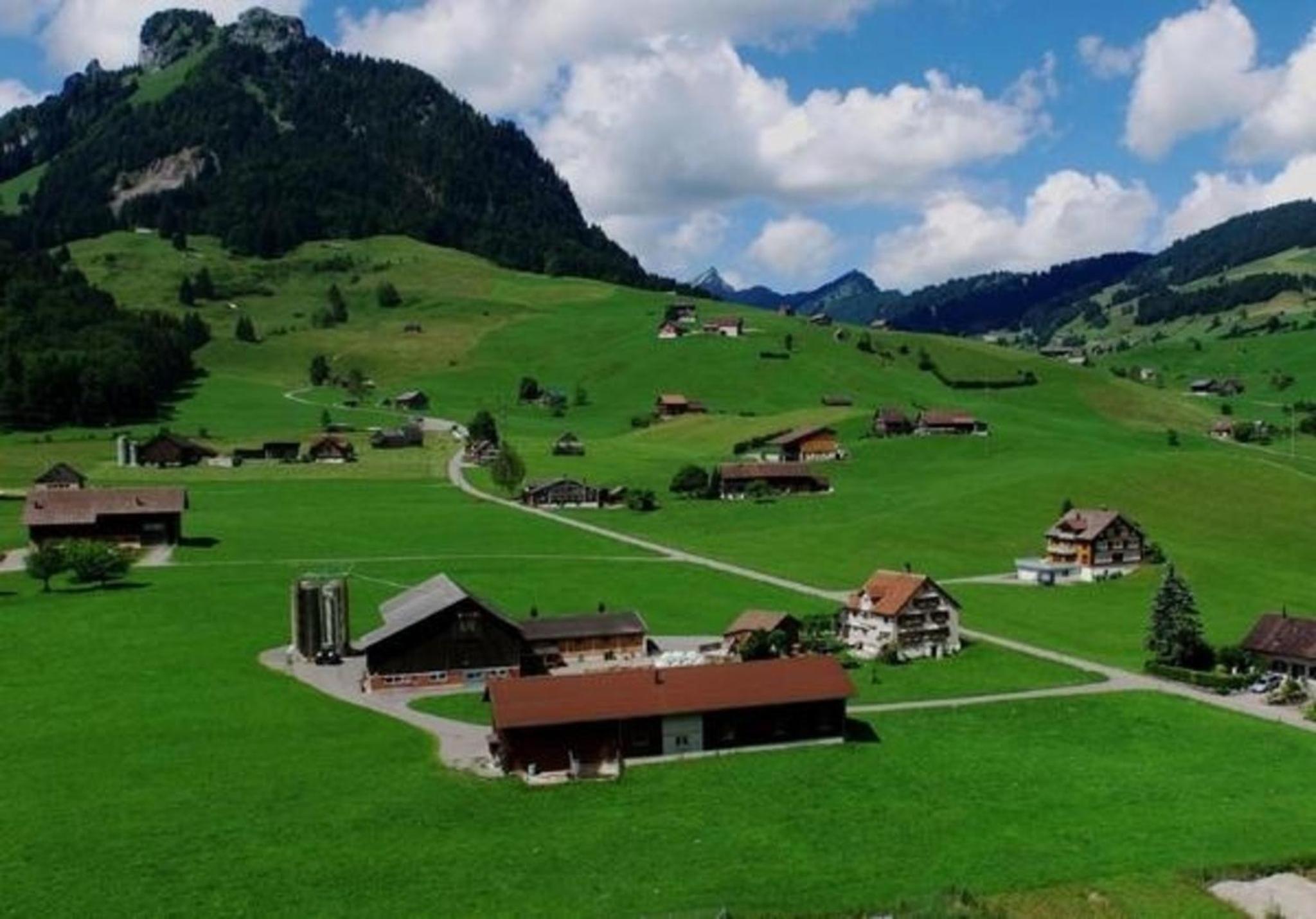Wis Stein