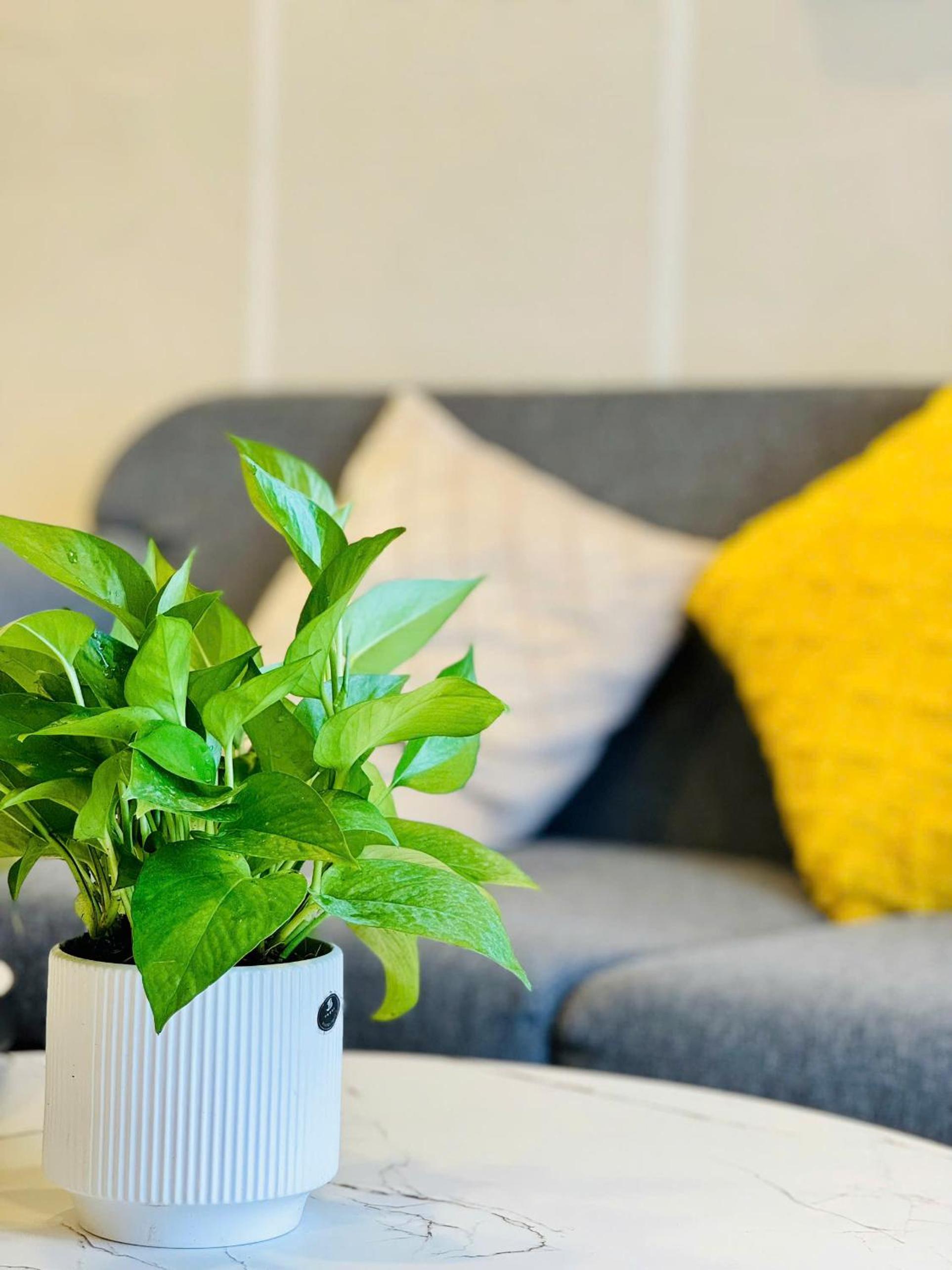 Soho Apt - luxury stay, next to BenThanh market