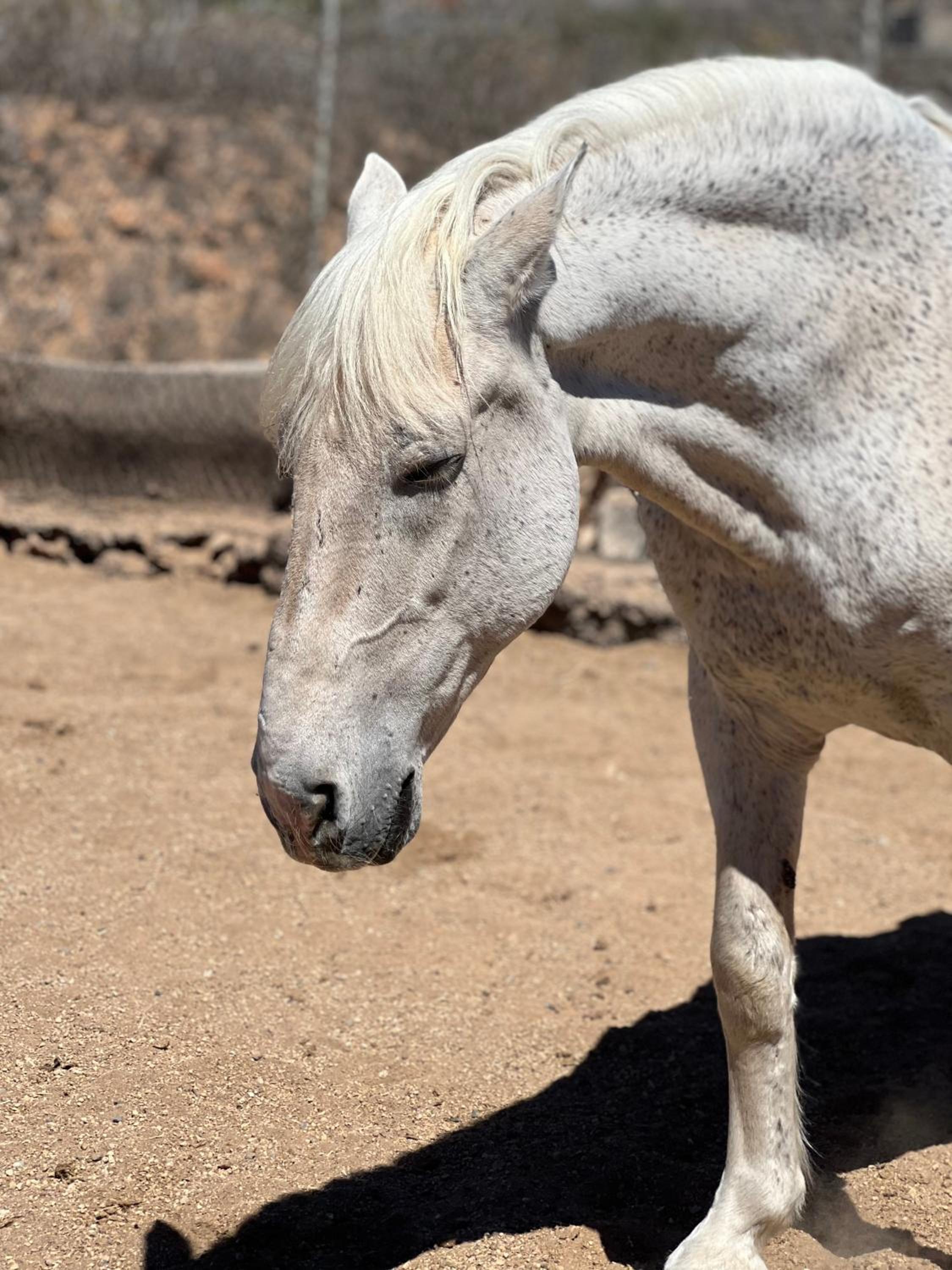 Tantulia la casita del Caballo