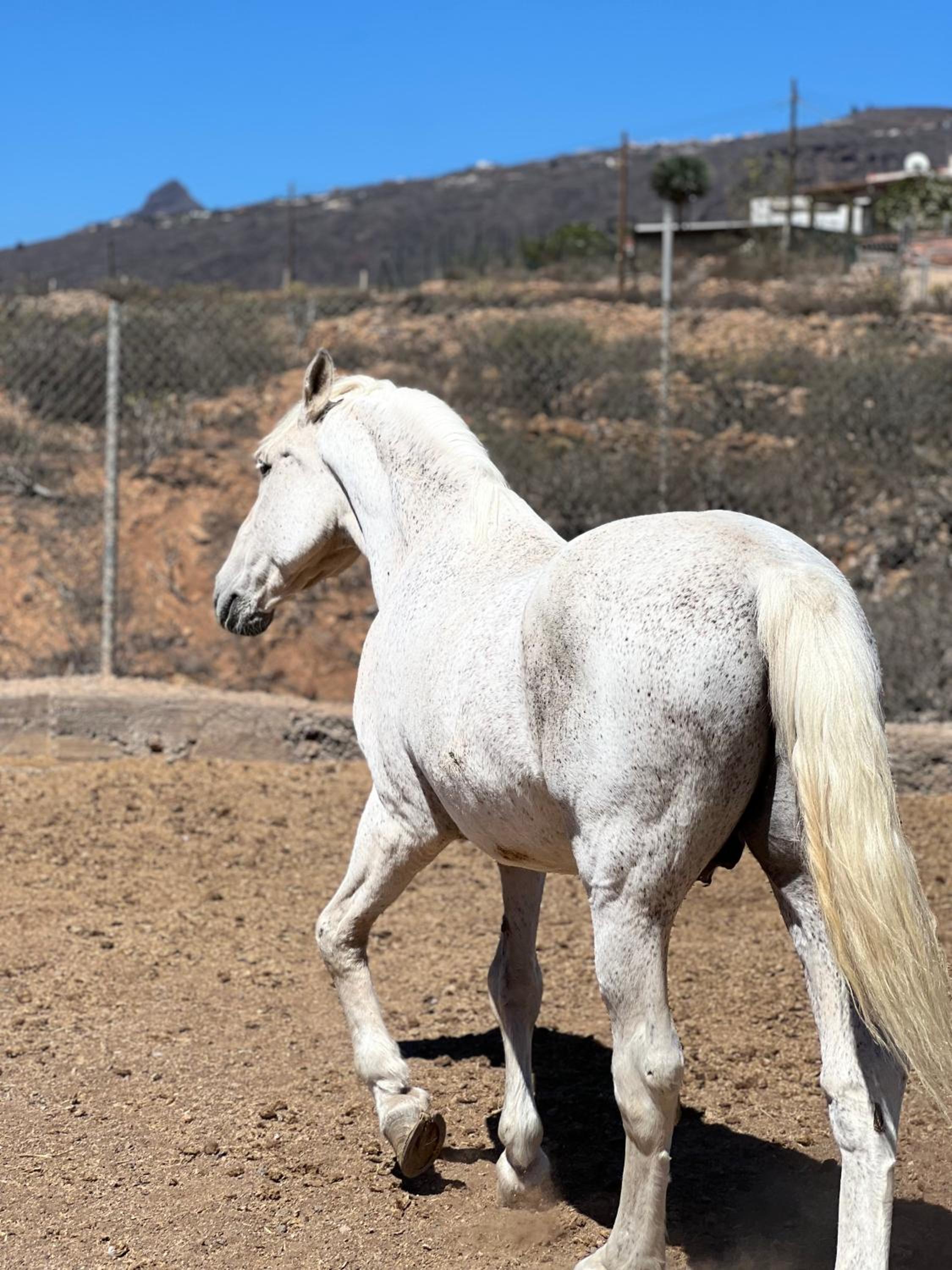 Tantulia la casita del Caballo