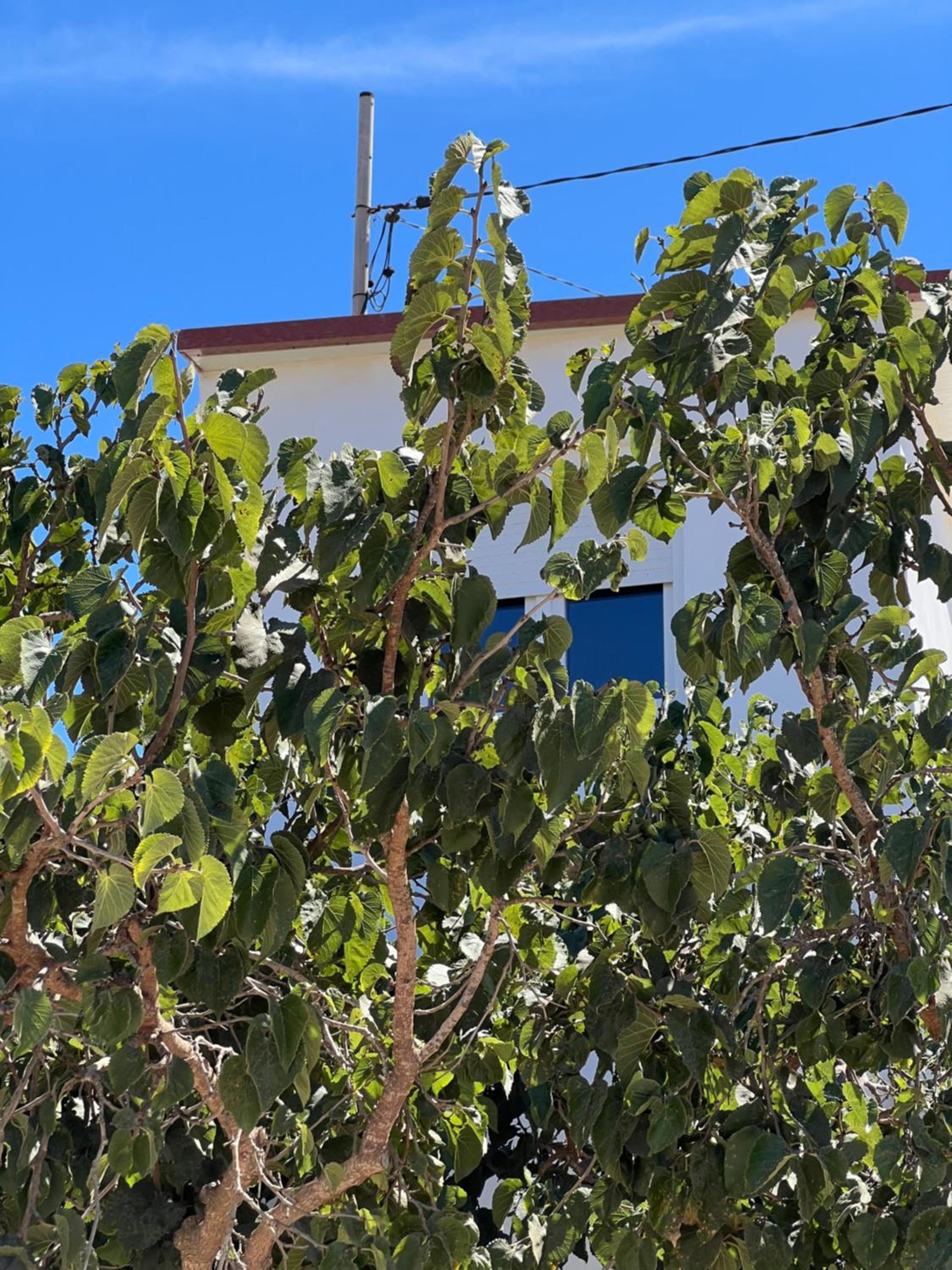 Tantulia la casita del Caballo