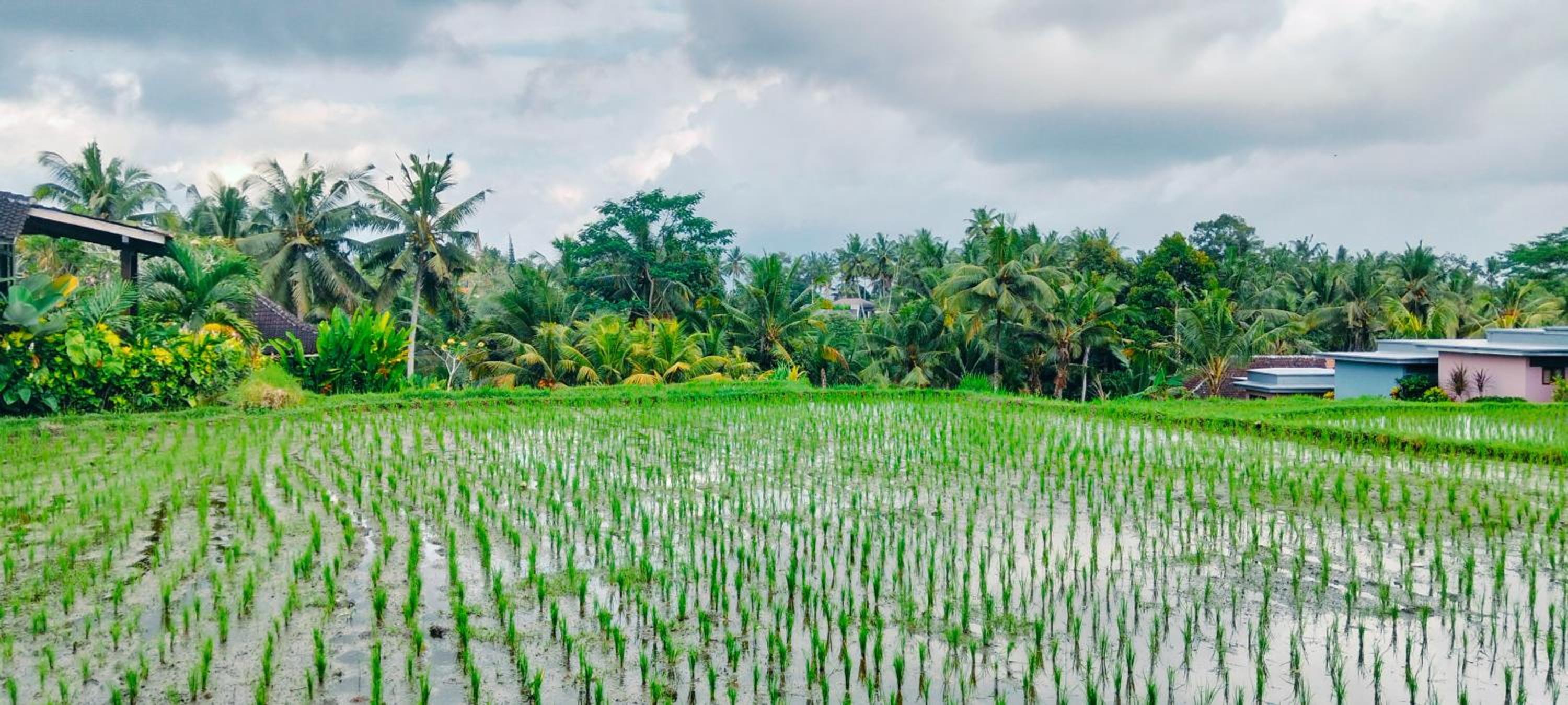 Srijaya Ubud by Best Living view 5