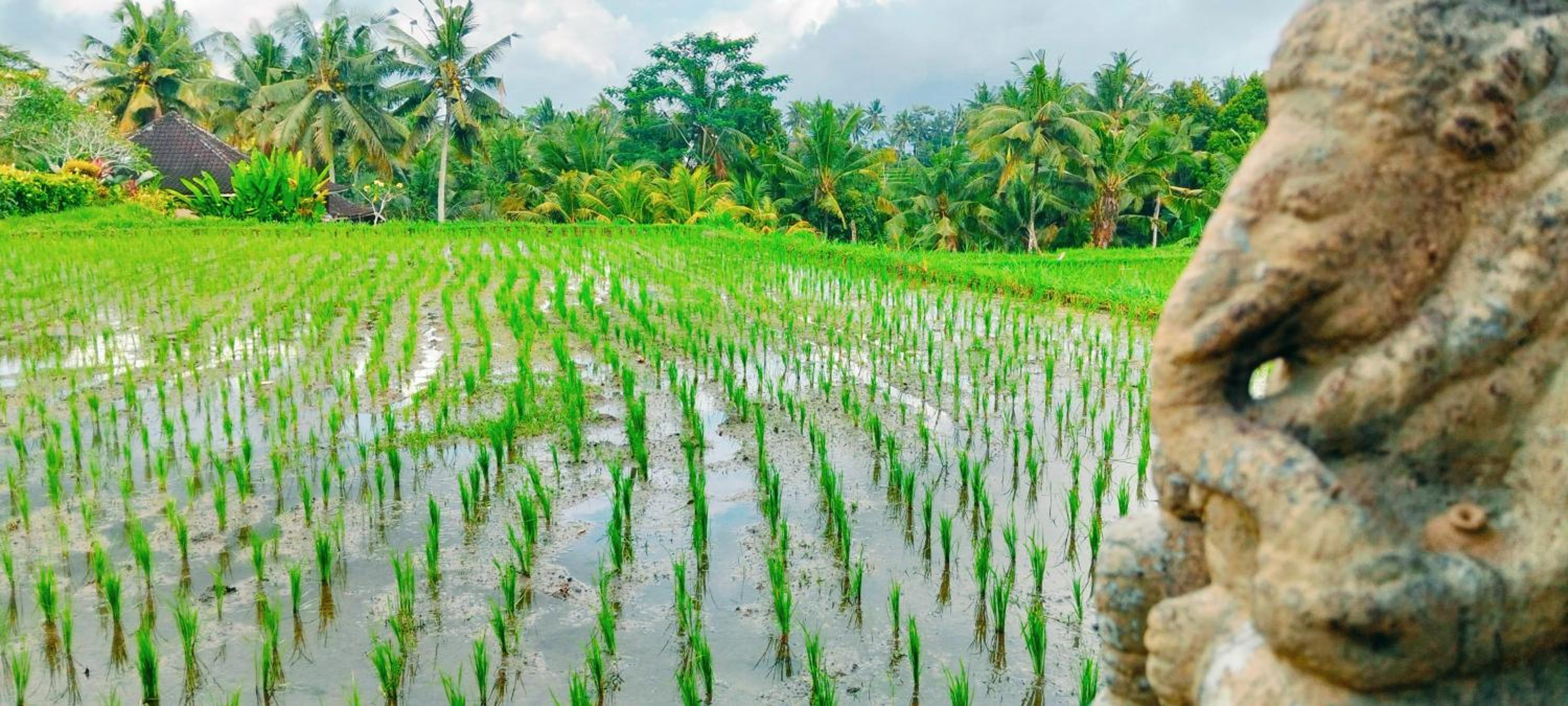 Srijaya Ubud by Best Living view 2