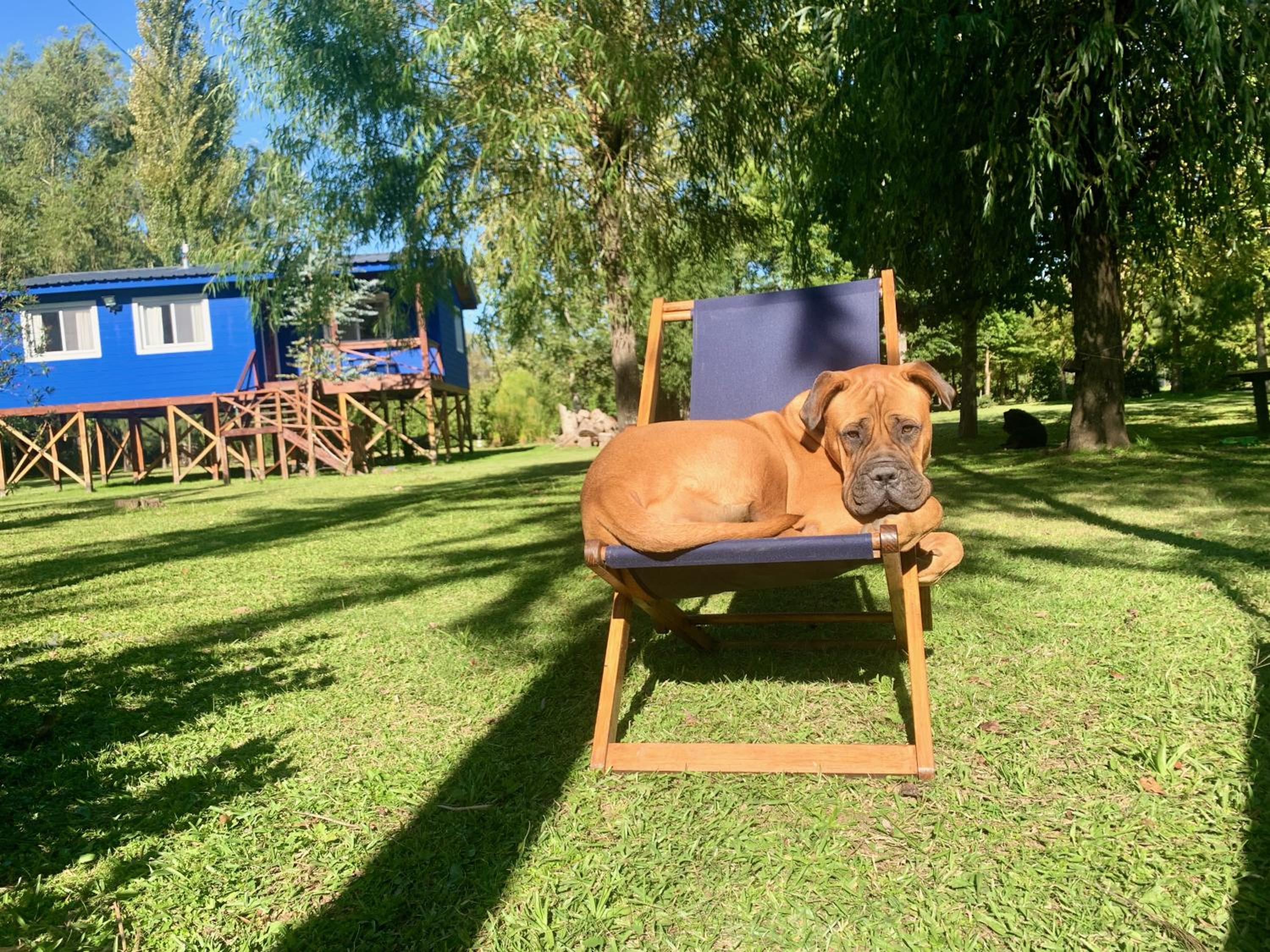 CARPINCHO AMARILLO