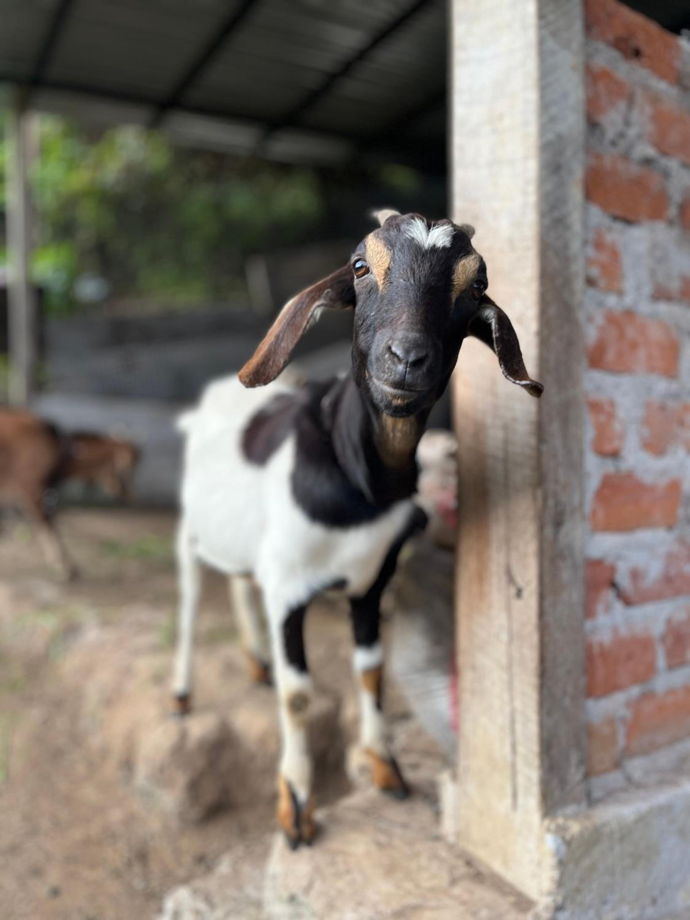Quinta La Alegría