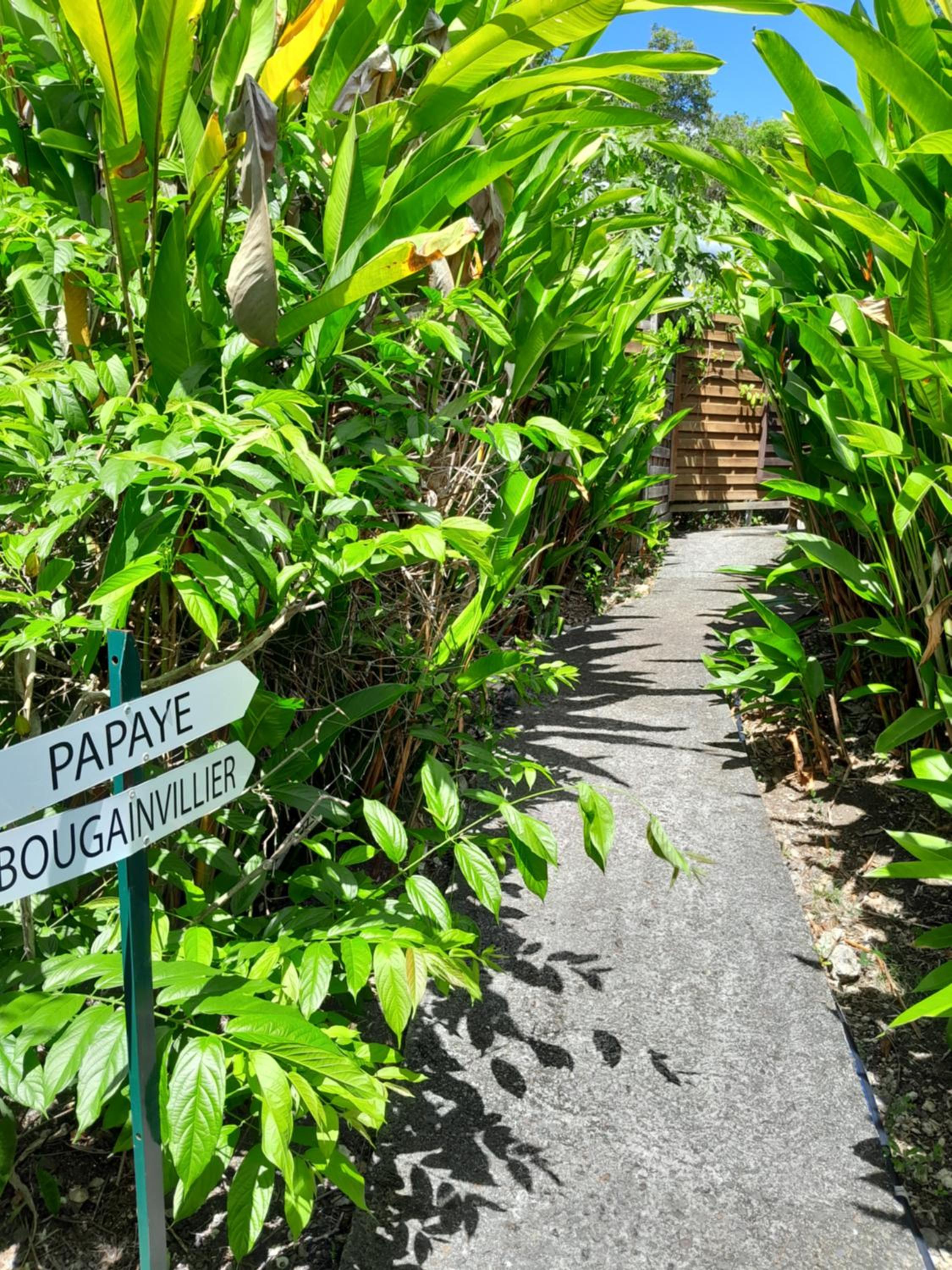Bungalow papaye