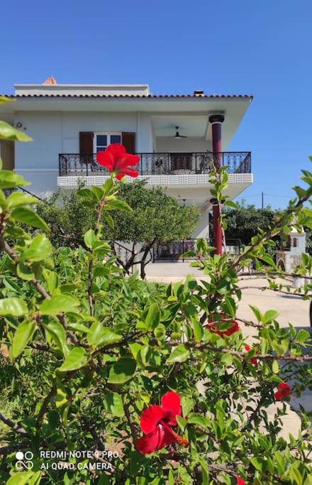 Diktynna Villa