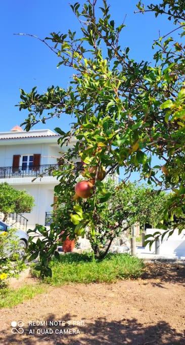 Diktynna Villa