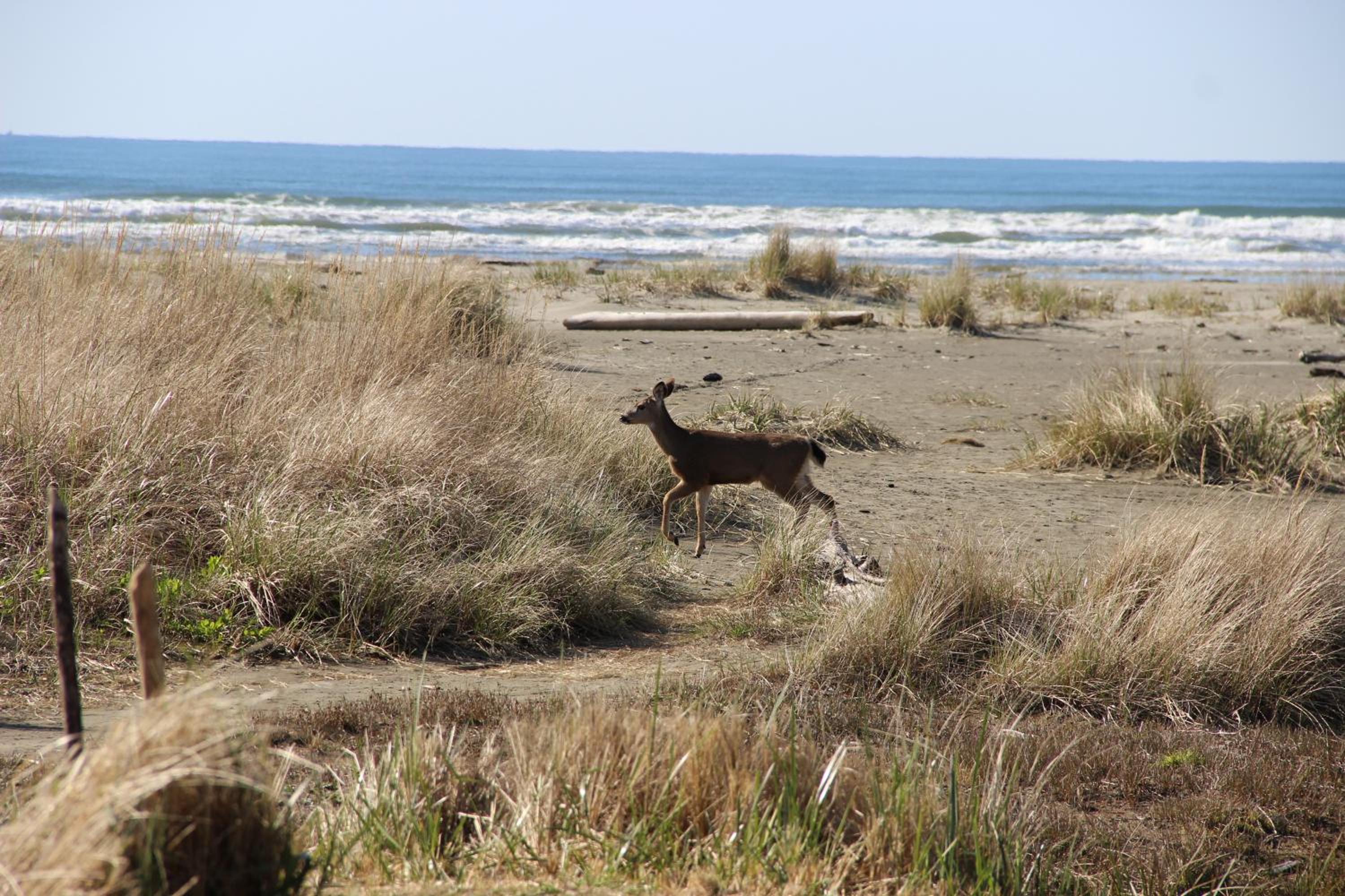 Ocean Shores Vacations - Quinault Beach Resort  Casino - Property Image 1