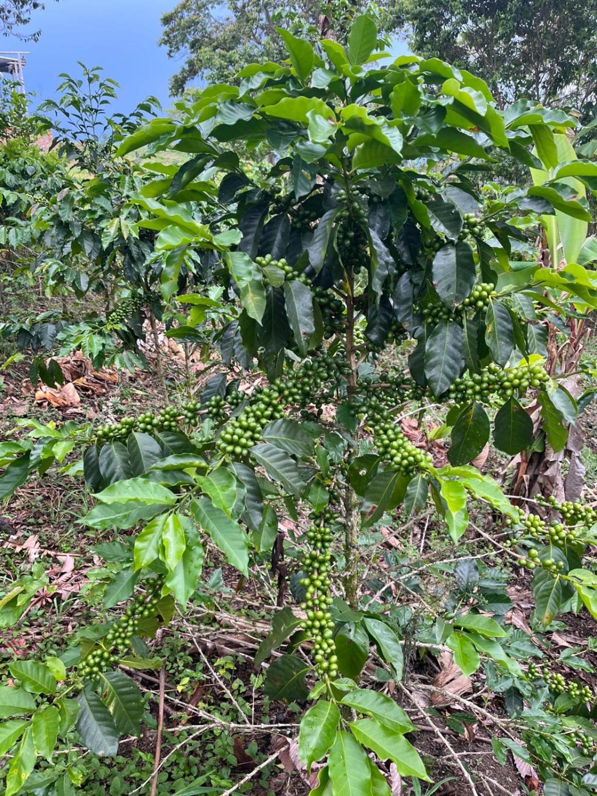Finca Cafetera San Jorge