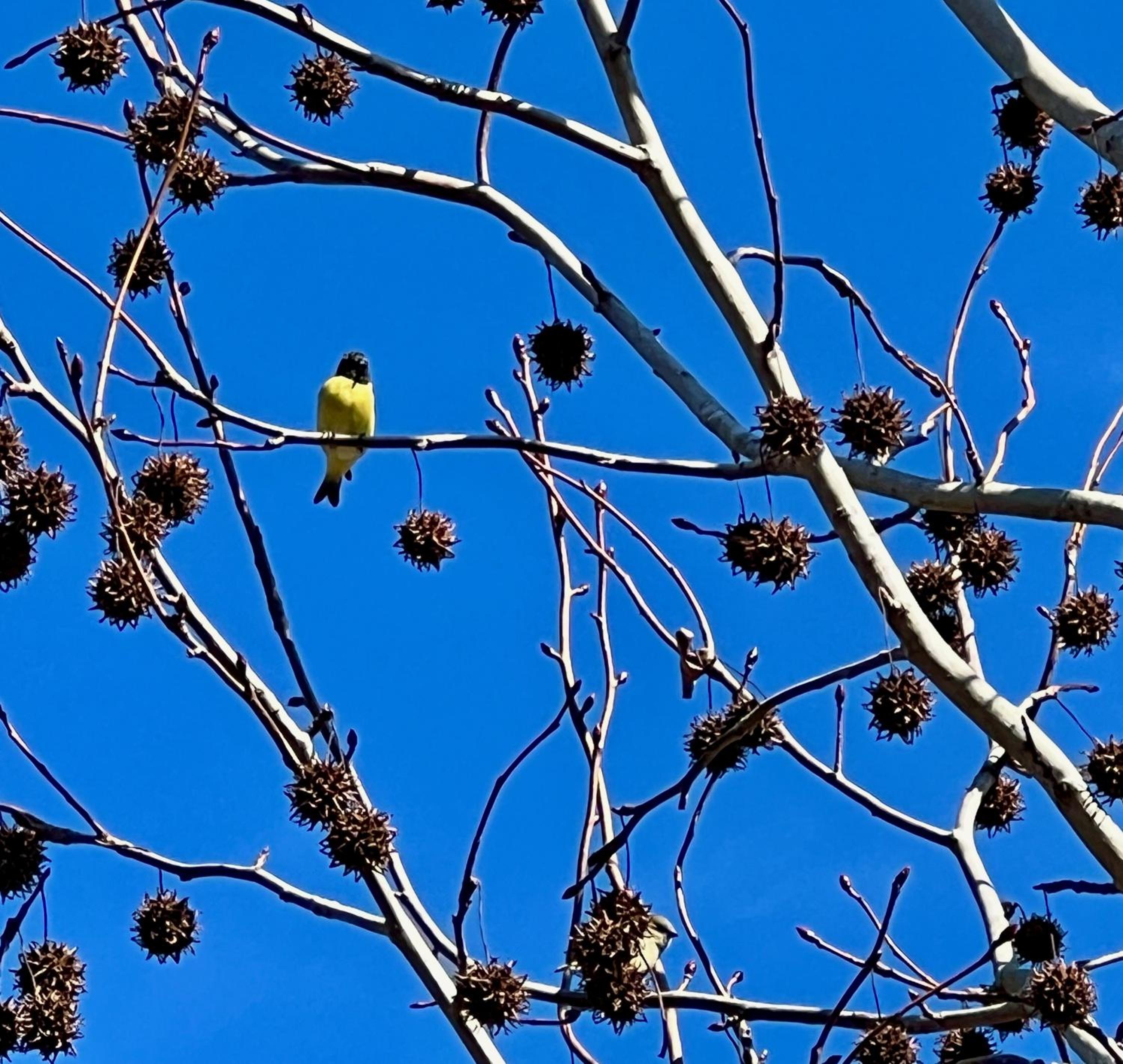 CARPINCHO AMARILLO