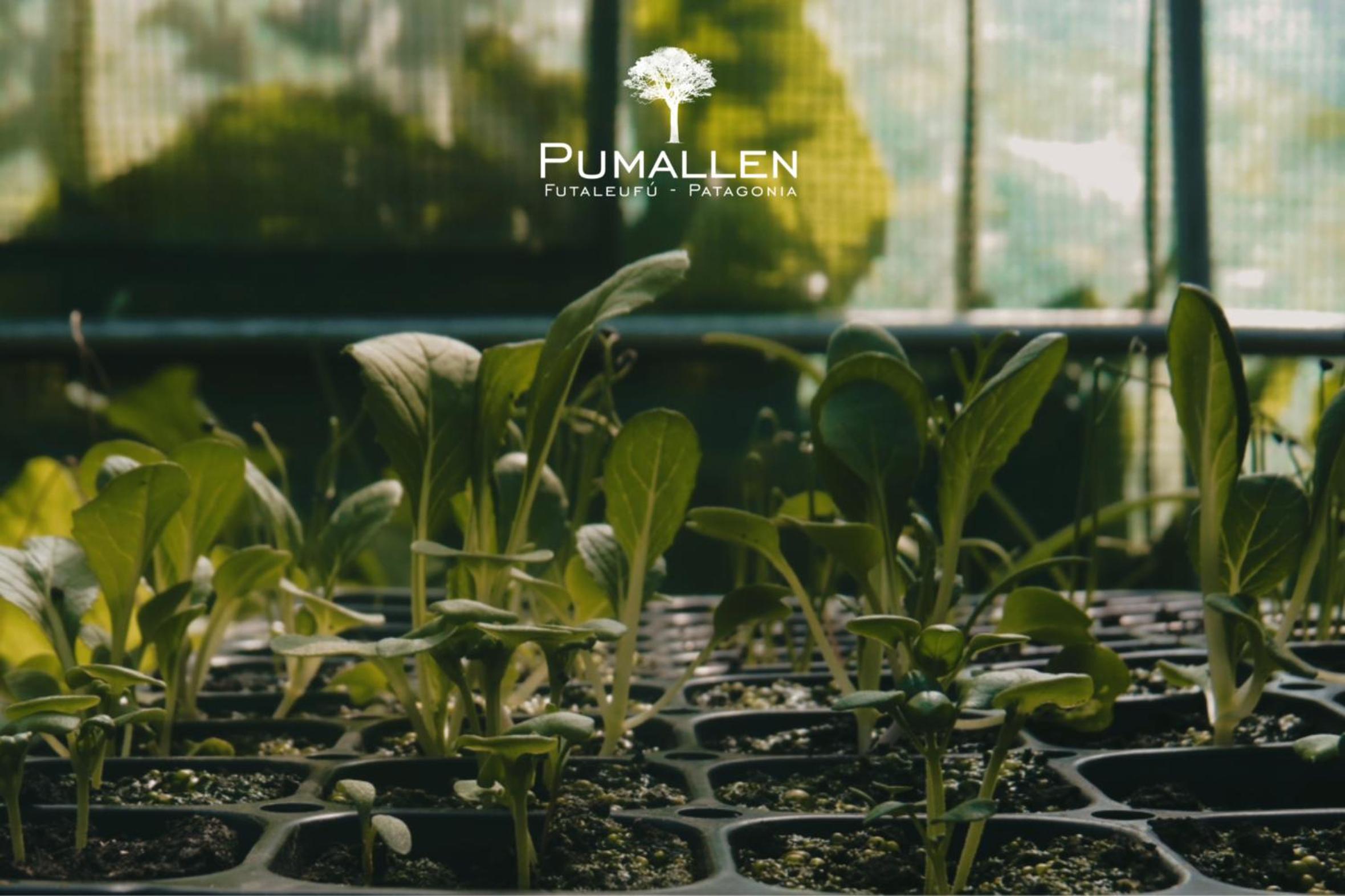 Eco cabañas - PUMALLEN