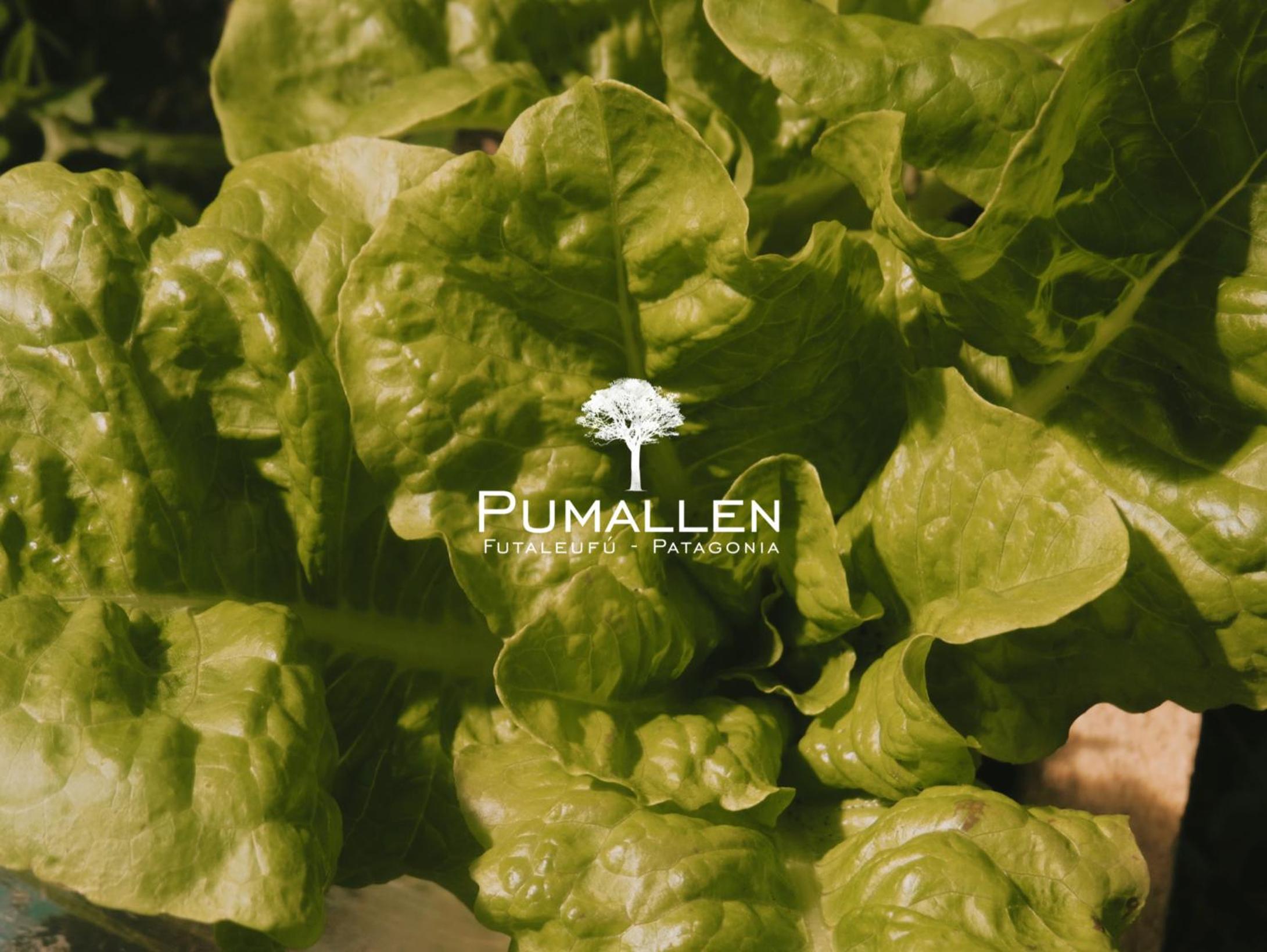 Eco cabañas - PUMALLEN