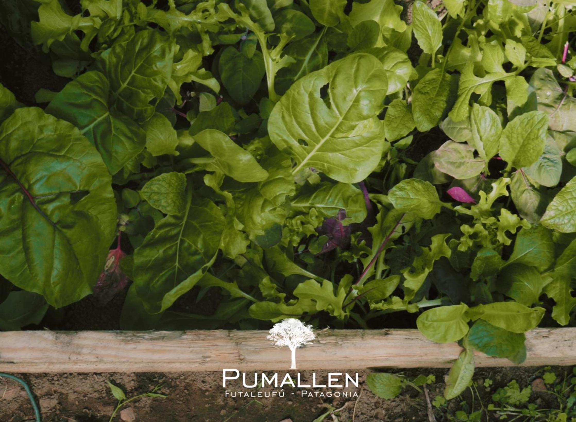 Eco cabañas - PUMALLEN