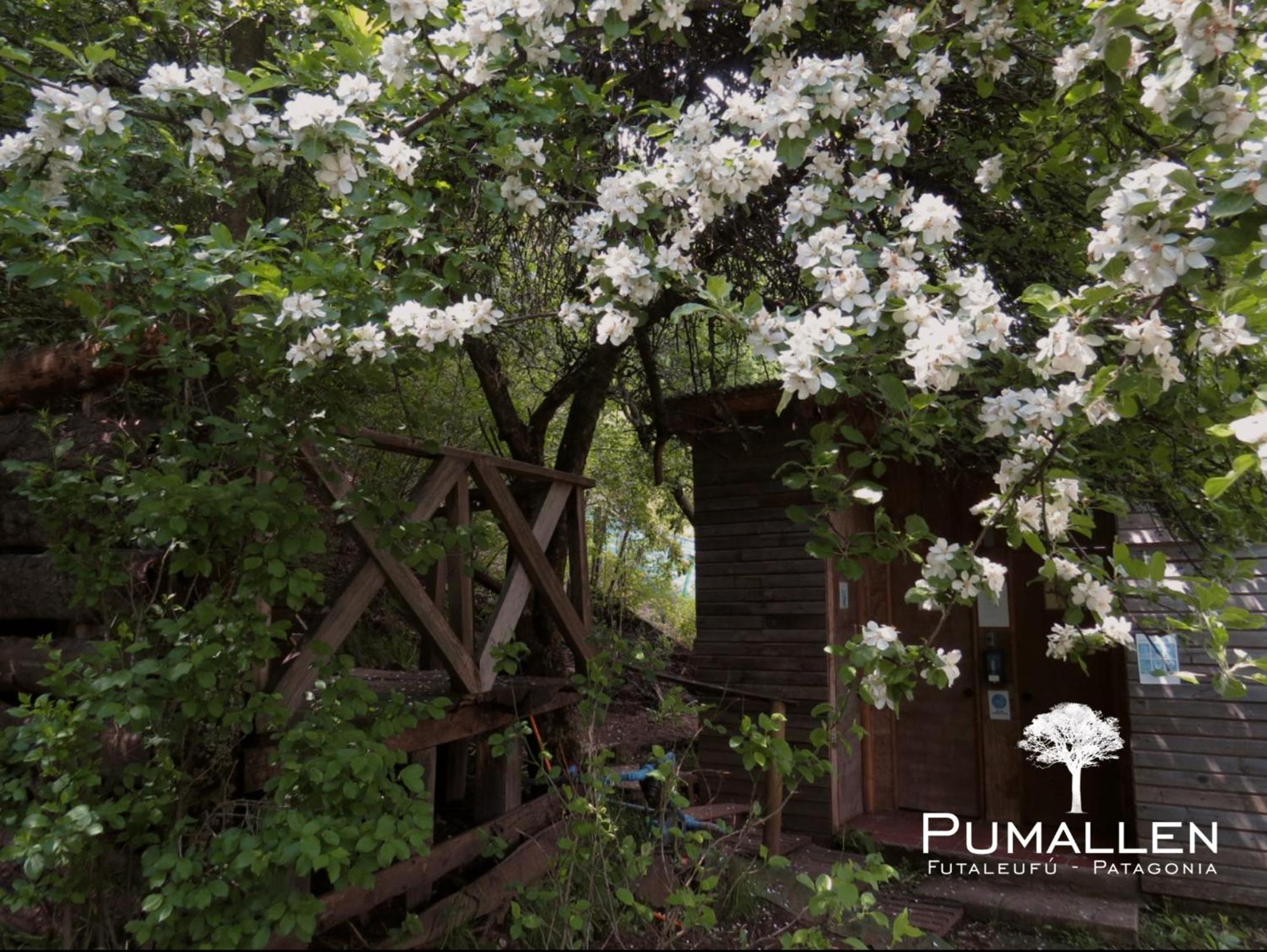 Eco cabañas - PUMALLEN