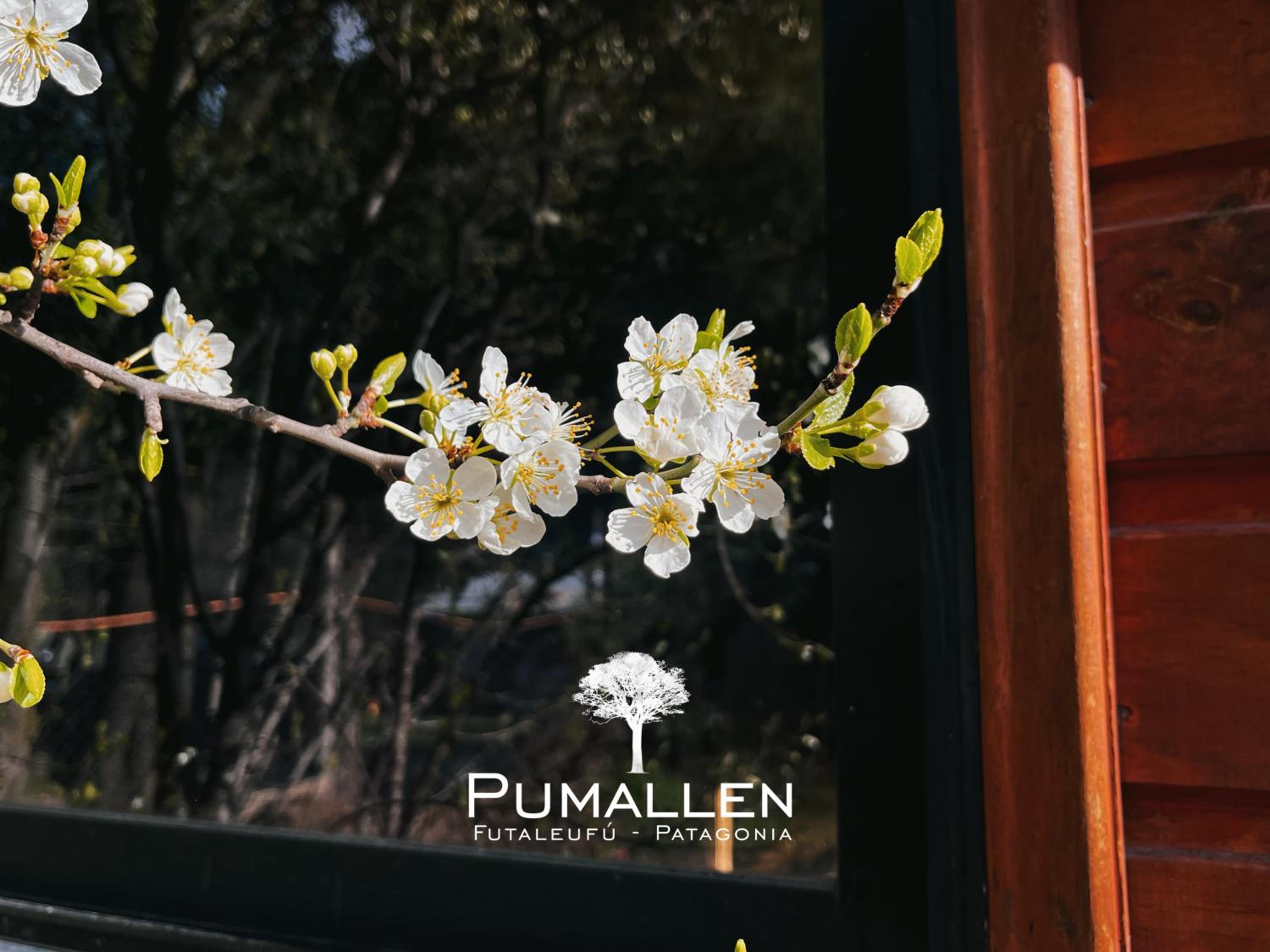 Eco cabañas - PUMALLEN