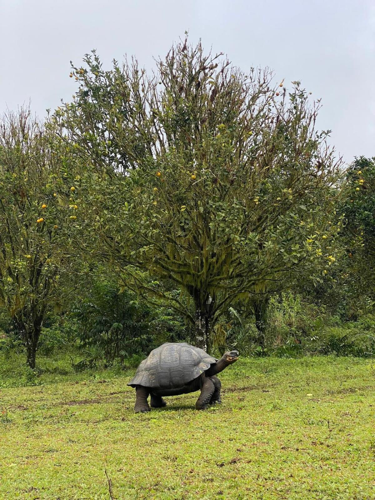 Cabaña de la Tortuga Gigante