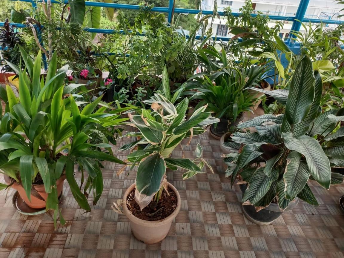 SEA SUN PARADISE, OPP. KALAPANI MUSEUM, GARACHARMA view 5