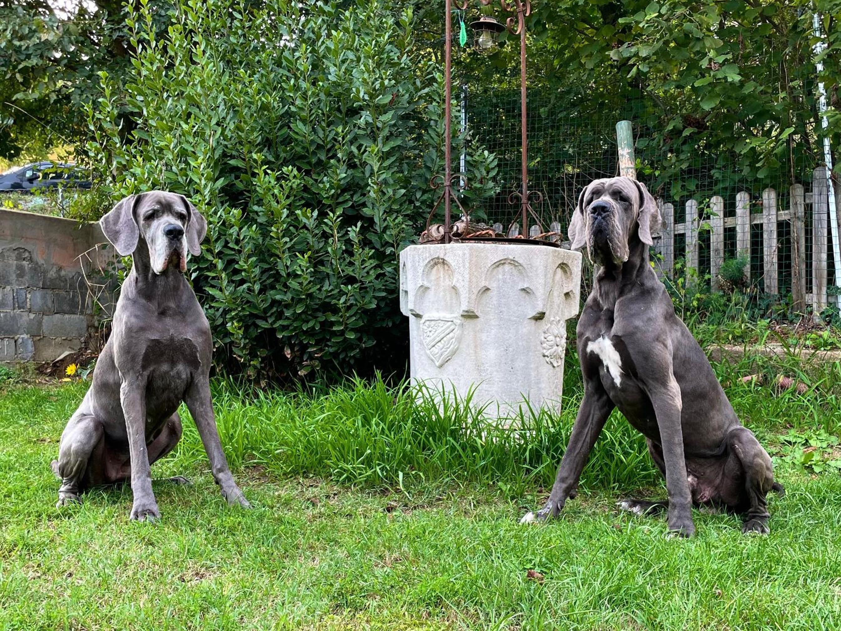 BnB Dog and Friend view 2