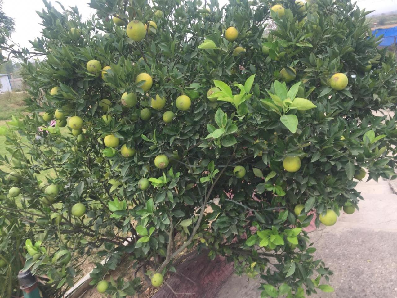 Al-Mazhar Farm House view 4