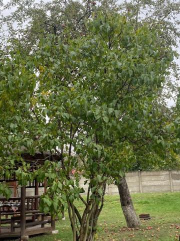 Photo 36