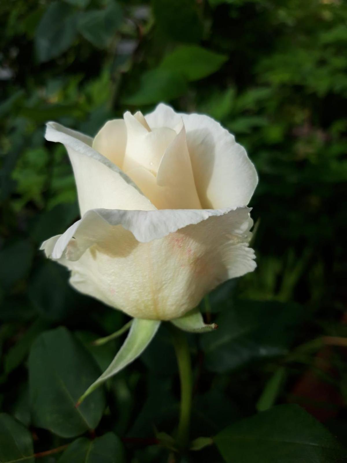 Photo 61